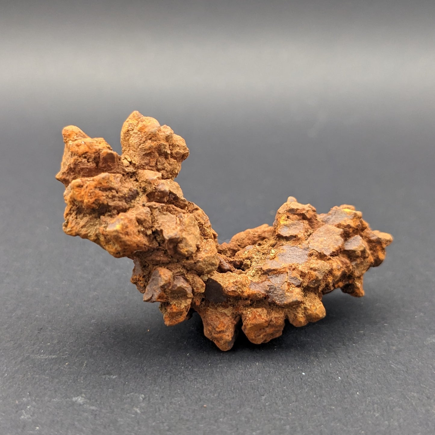 Coprolite (dinosaur poop)