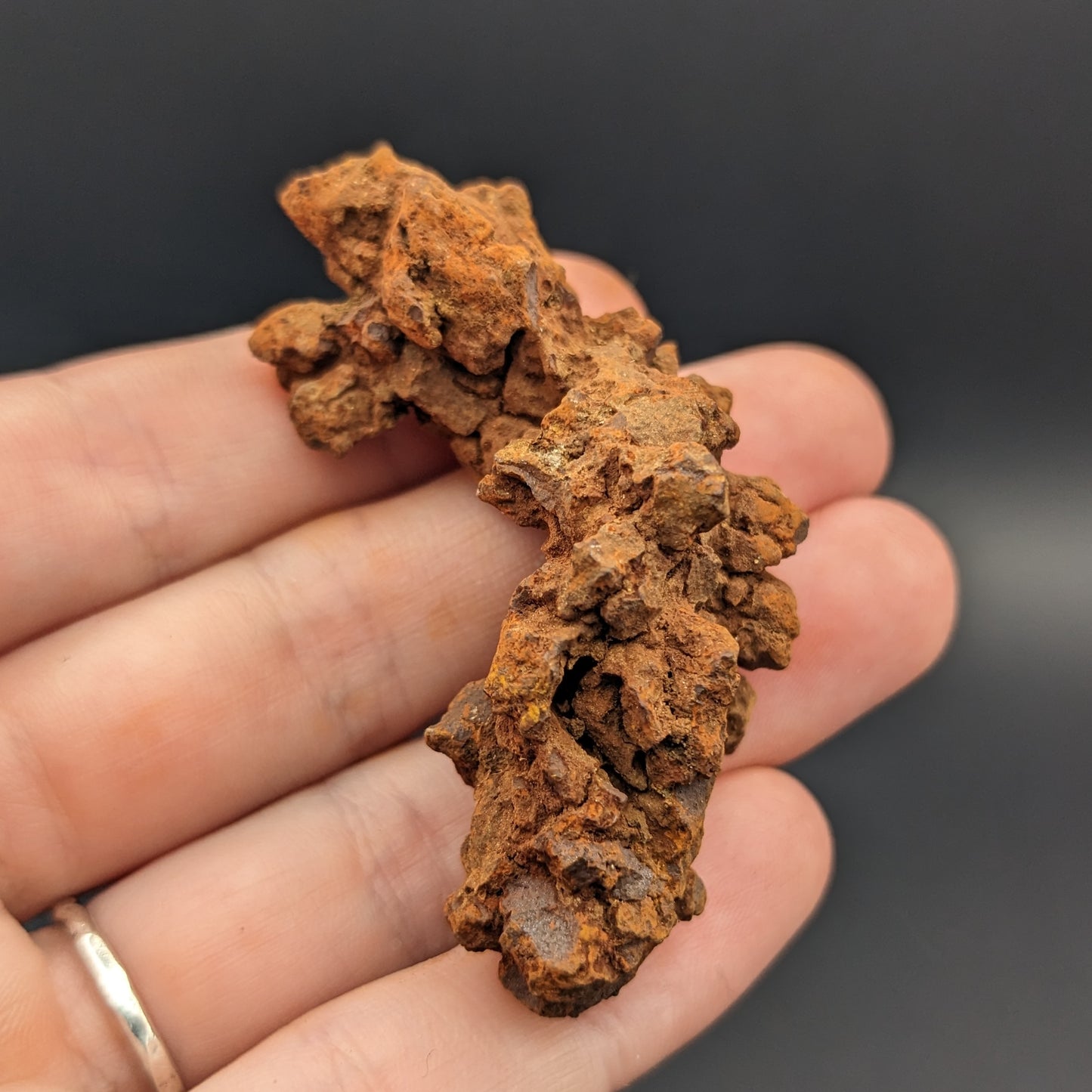 Coprolite (dinosaur poop)