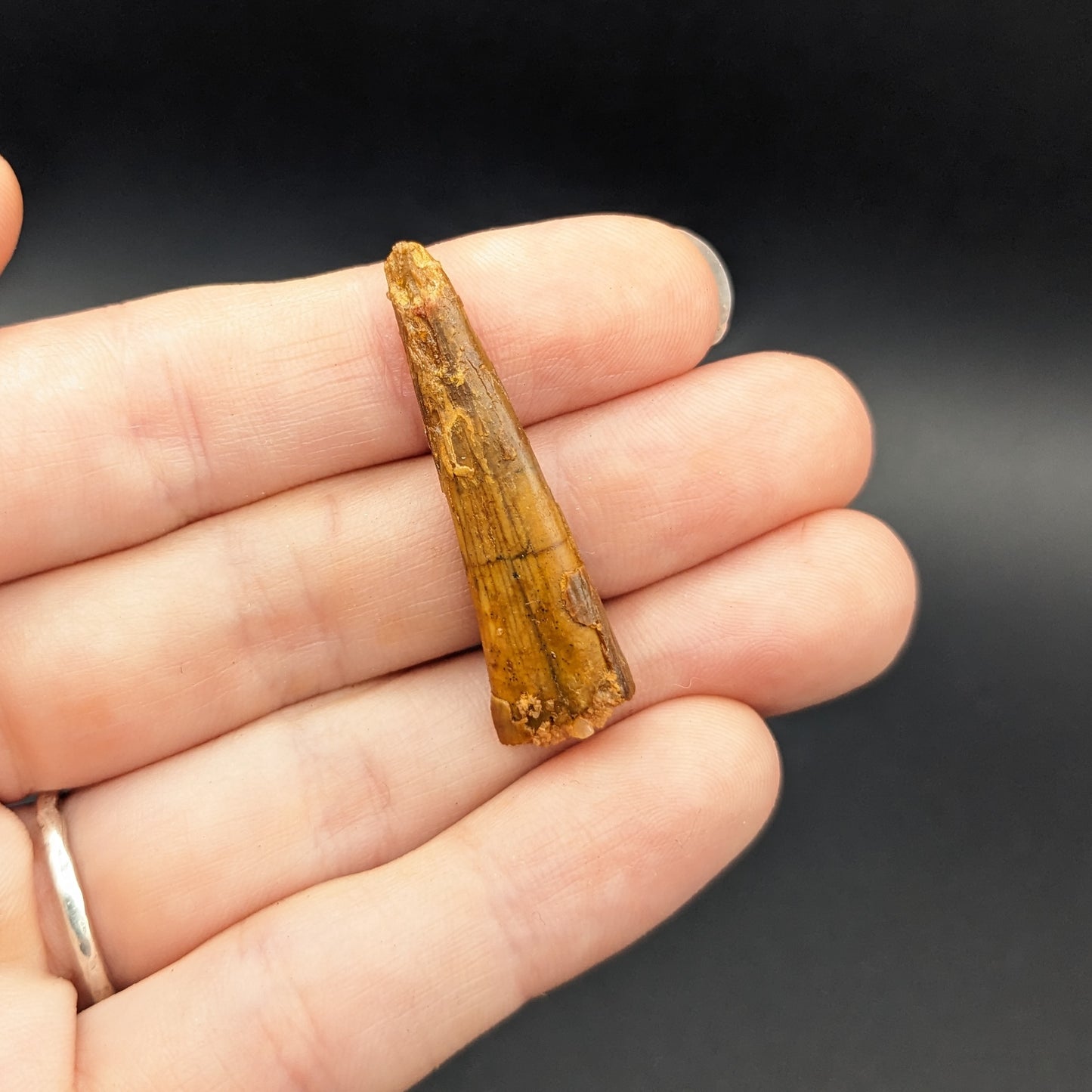 Pterosaur tooth