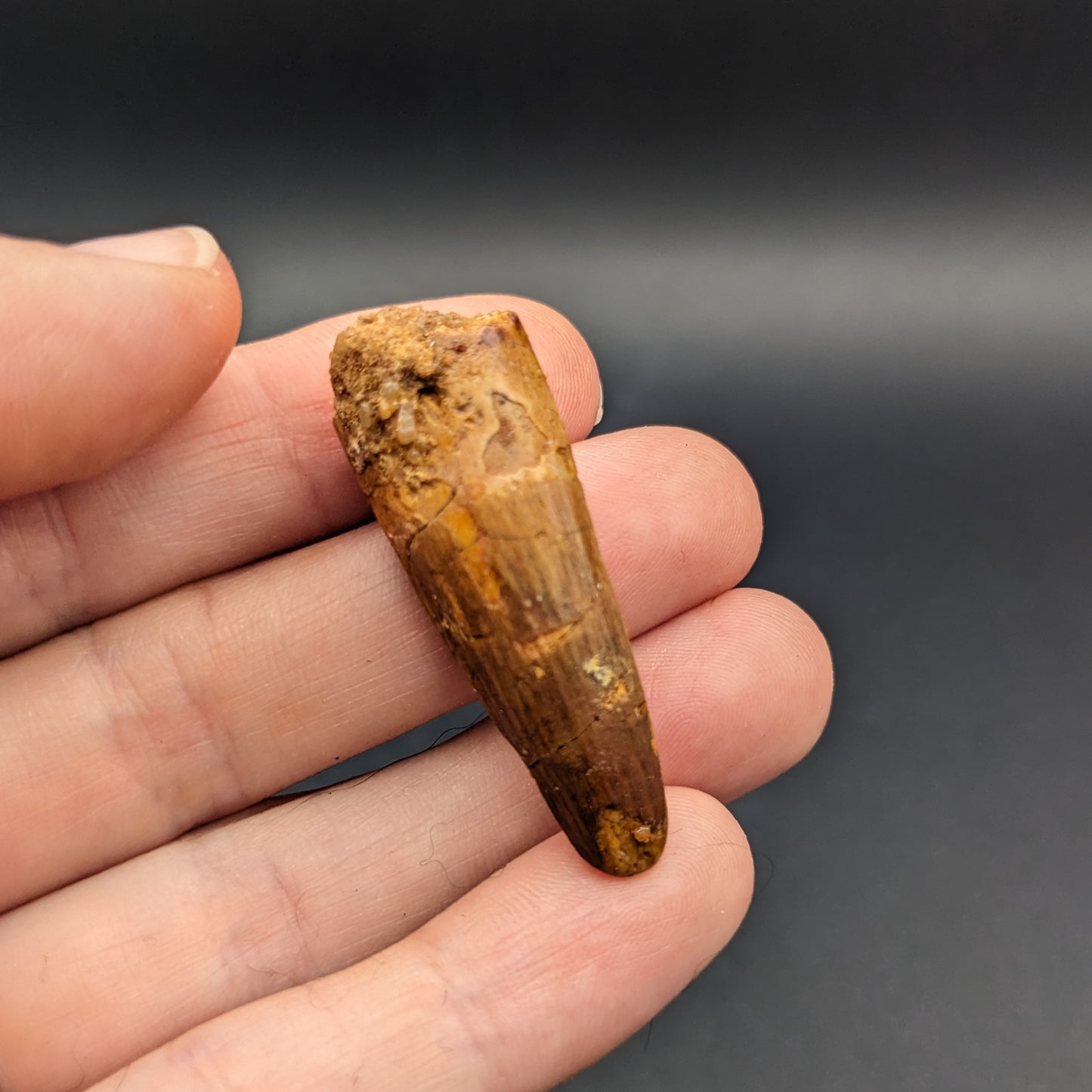 Spinosaurus Tooth