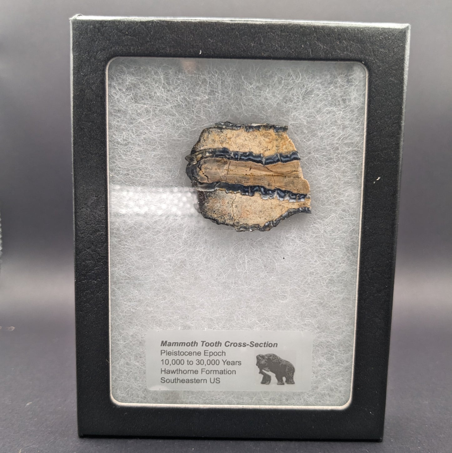 Mammoth Tooth Slice
