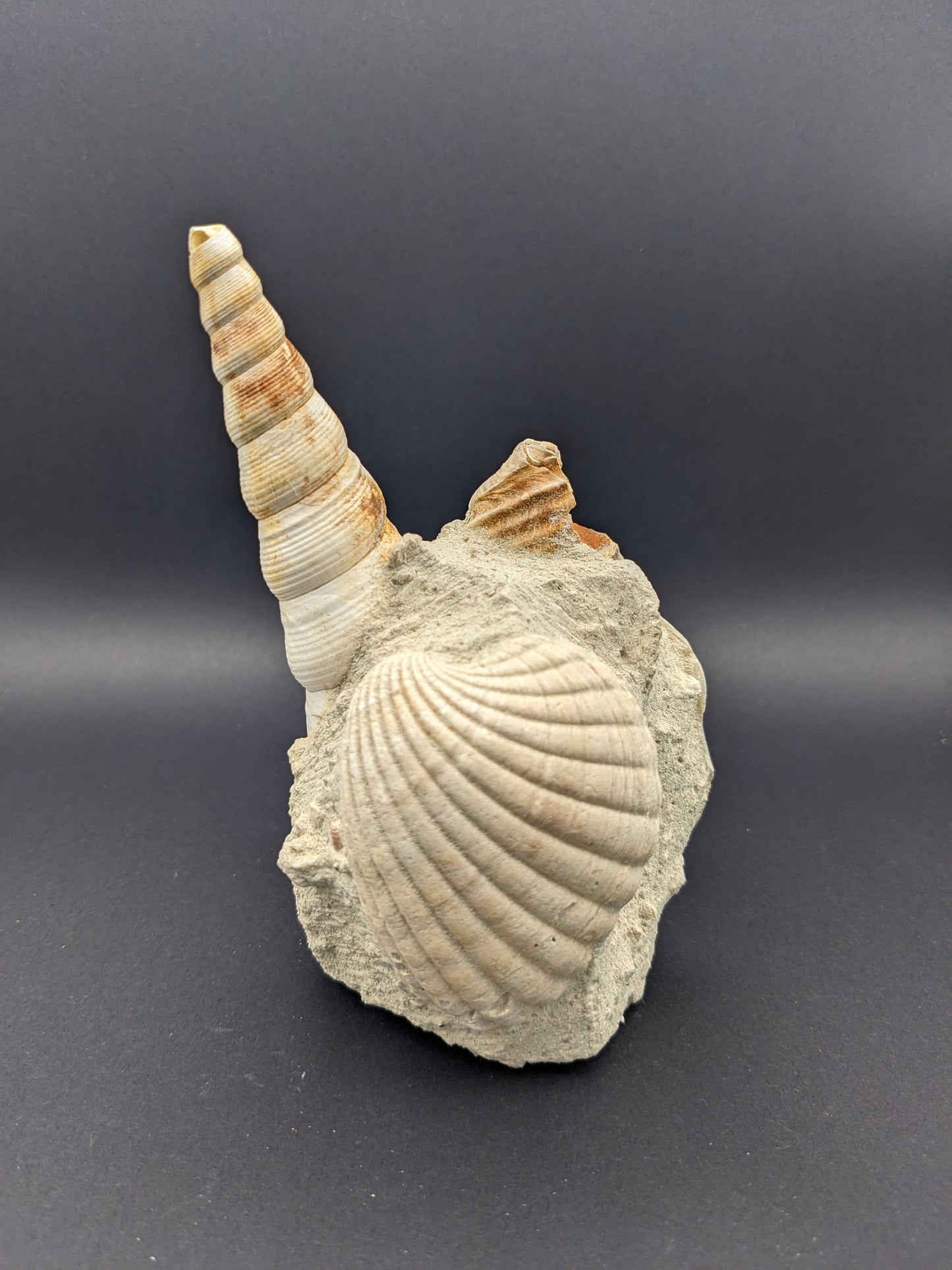 Turritella Gastropods