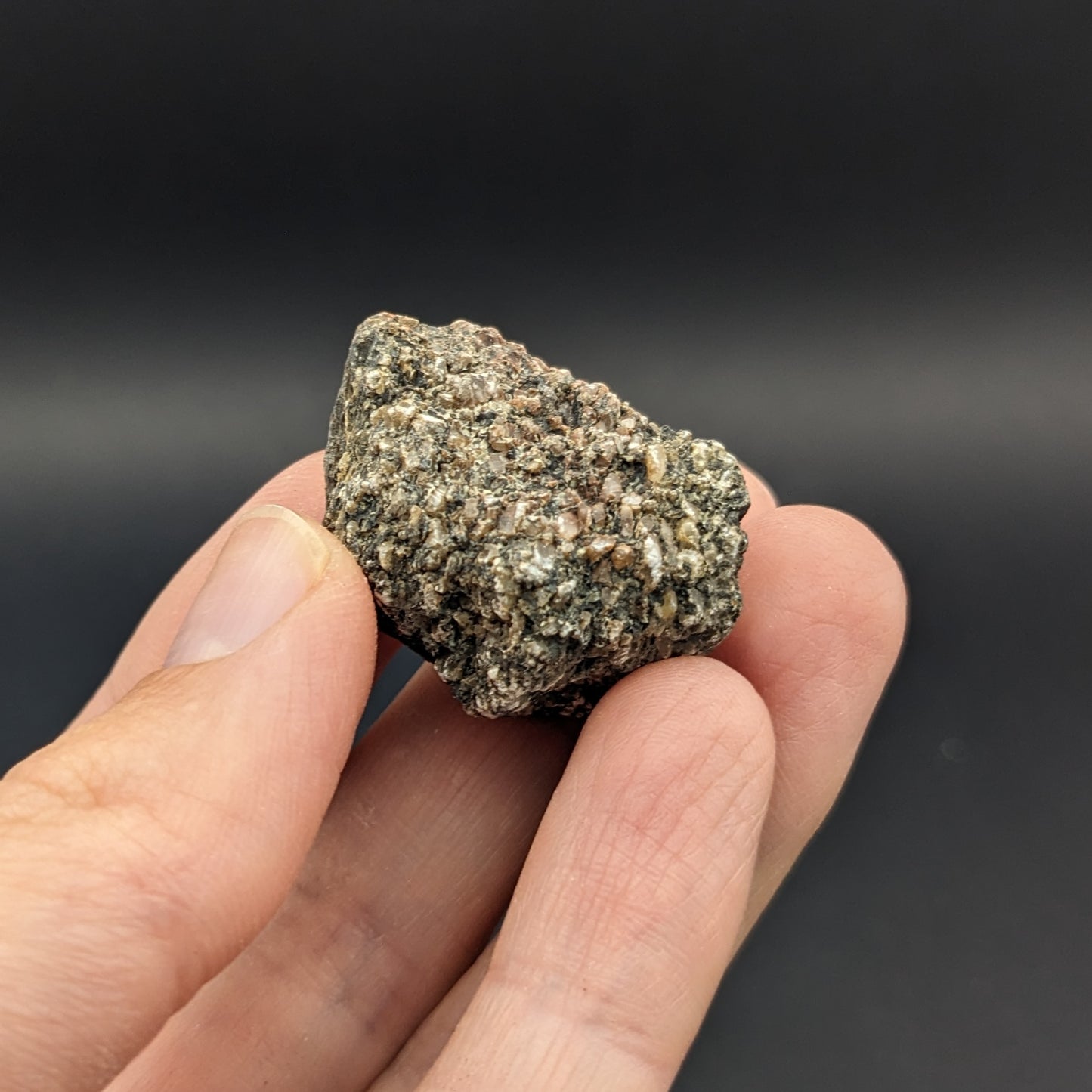 Dinosaur bone fragments