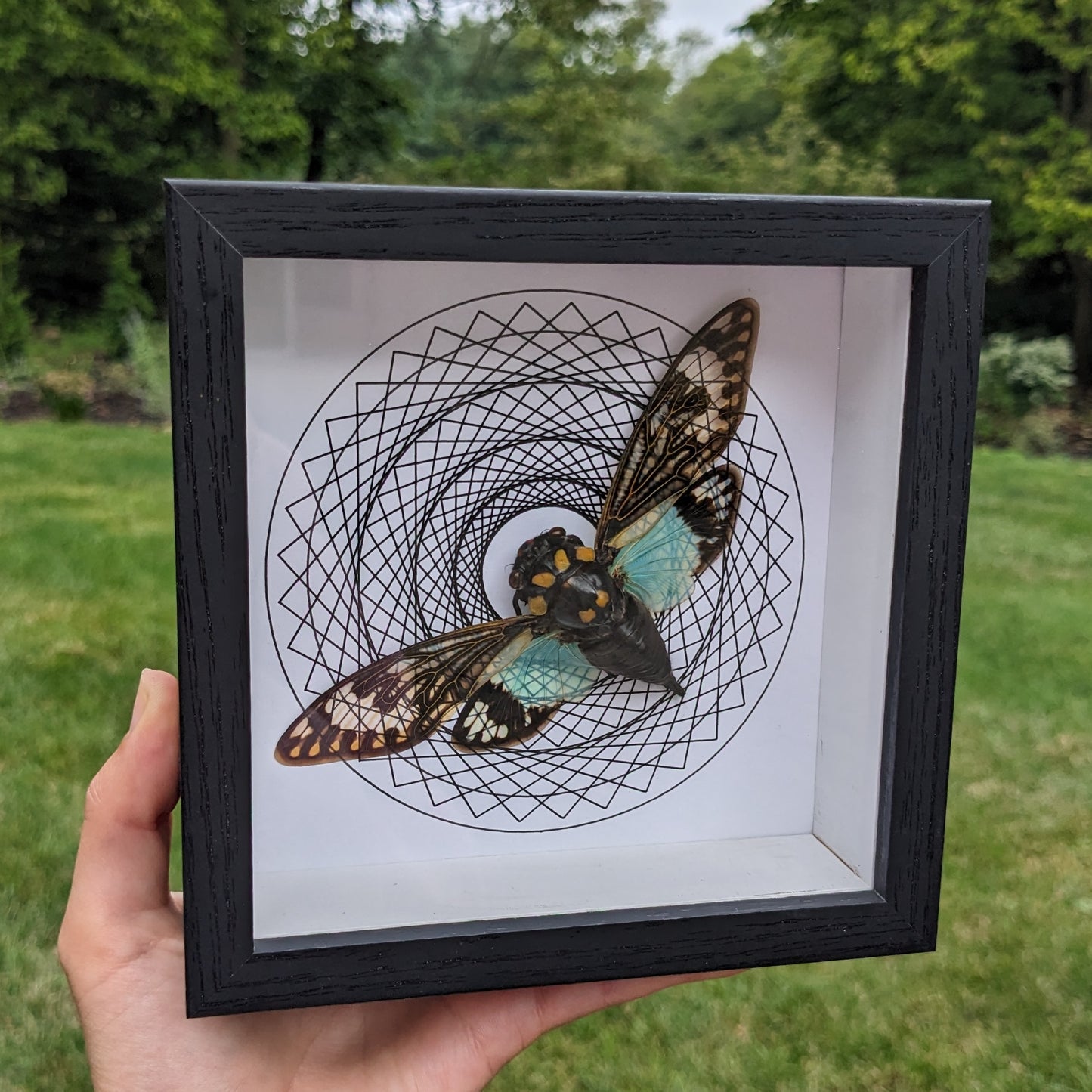 Real Cicada in Frame (White Background)