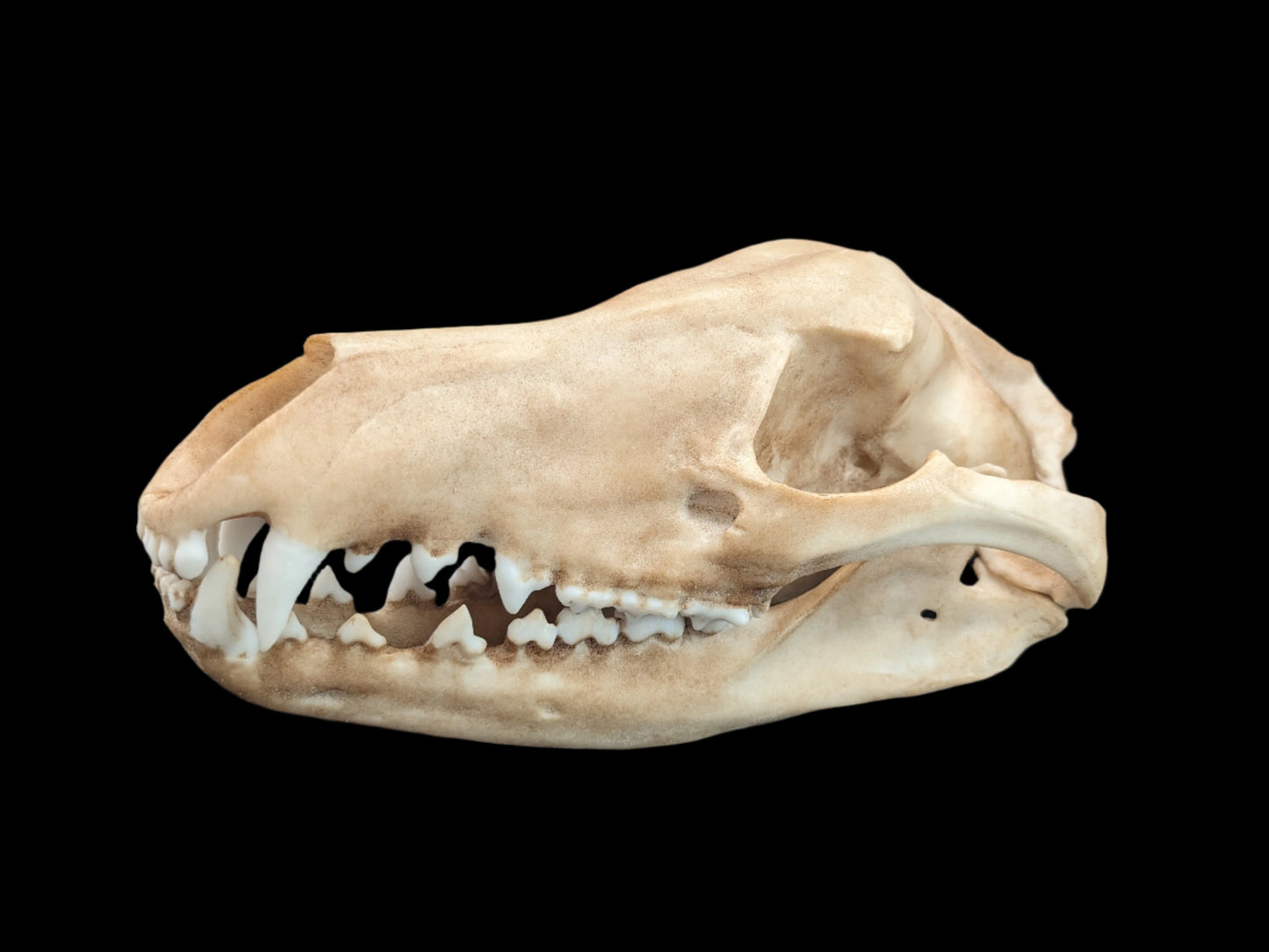 Tasmanian Tiger (thylacine) Life-Size Skull Replica