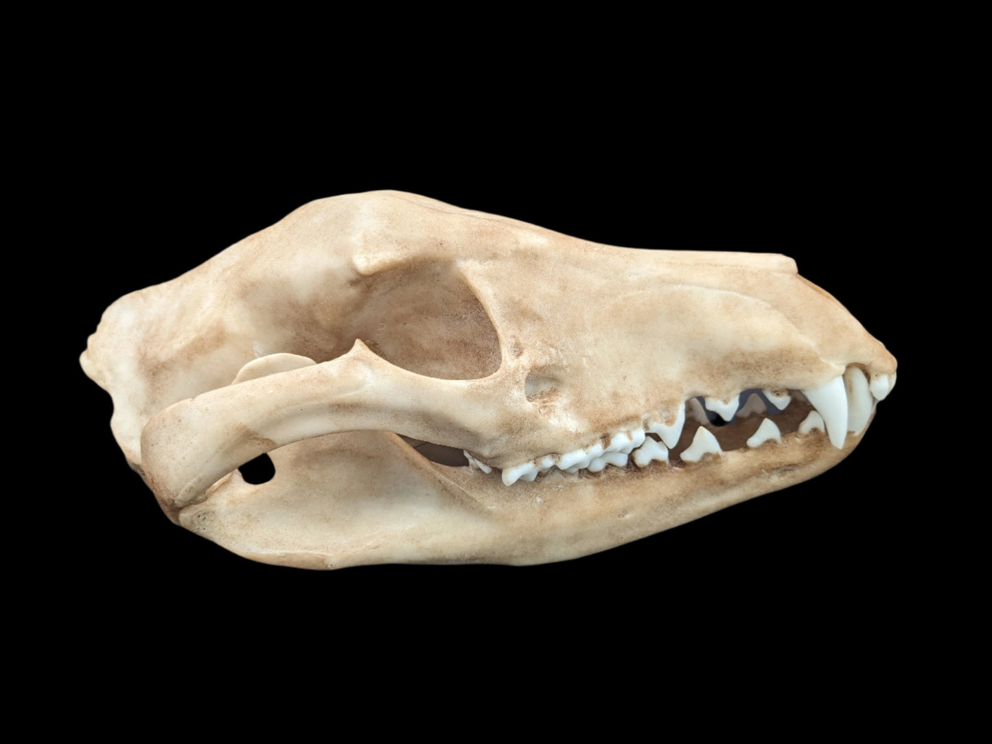 Tasmanian Tiger (thylacine) Life-Size Skull Replica