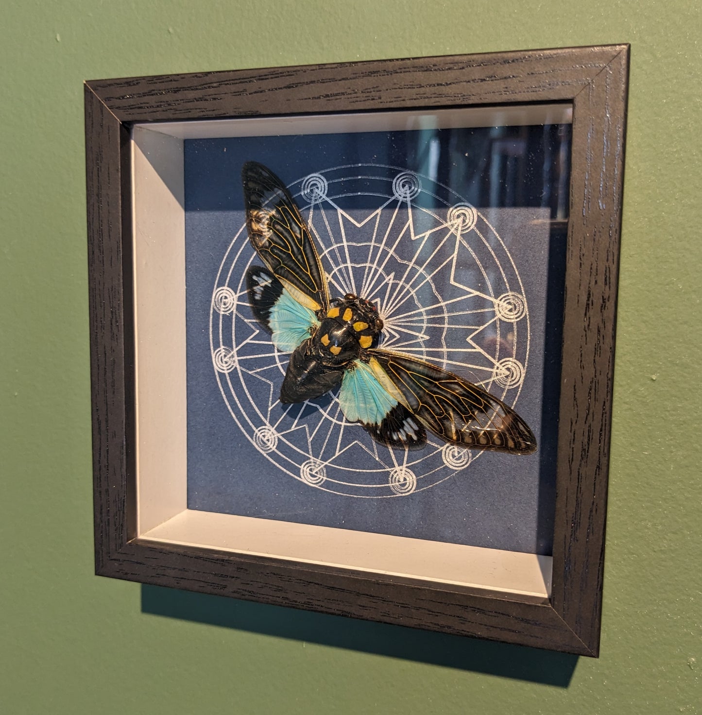 Real Cicada In Frame (Blue Background)