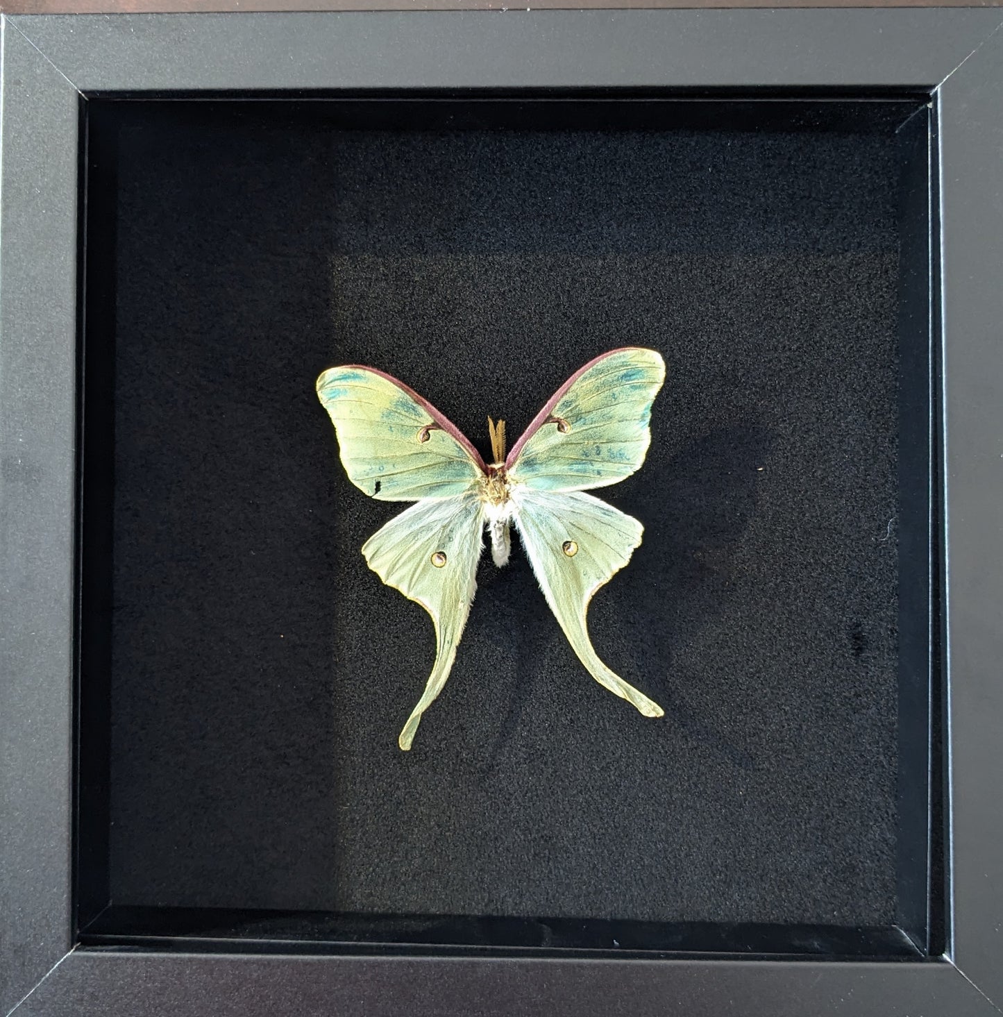 Real Luna Moth, Framed