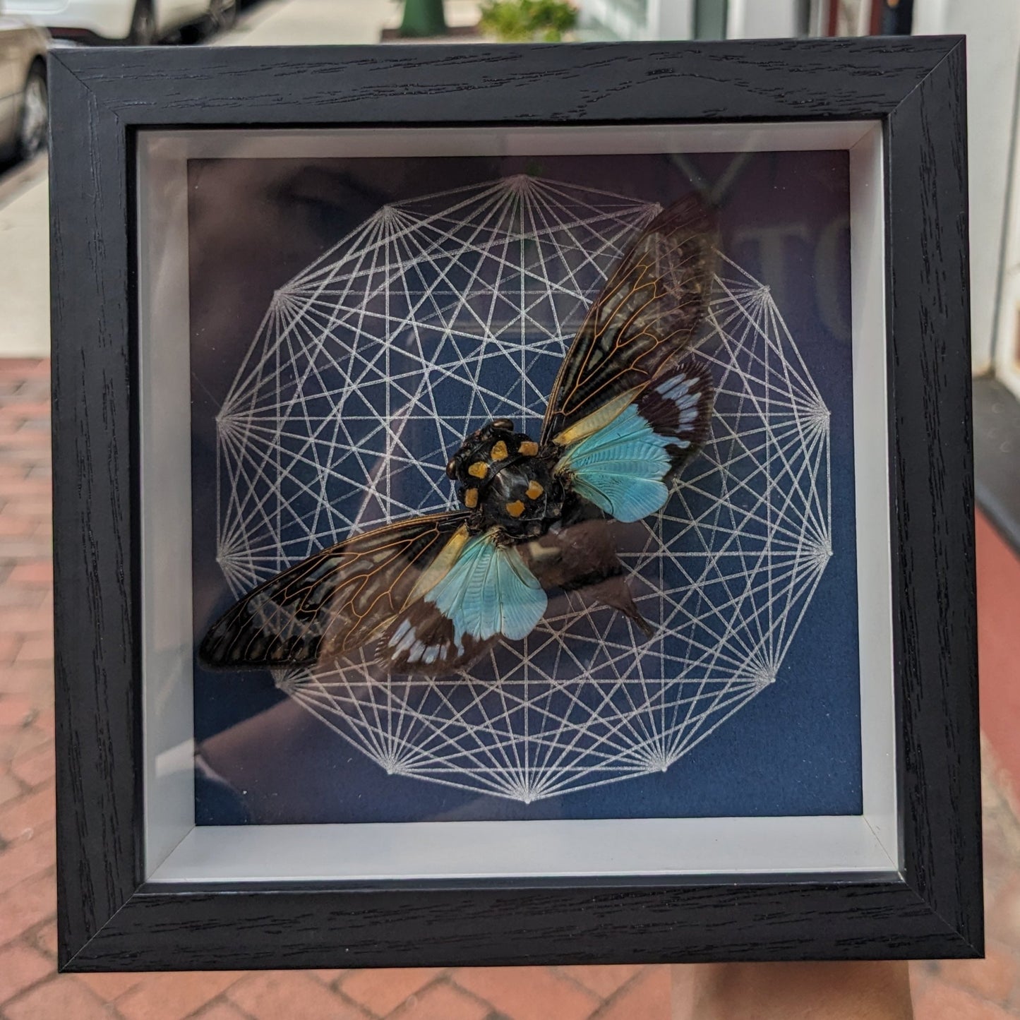 Real Cicada In Frame (Blue Background)