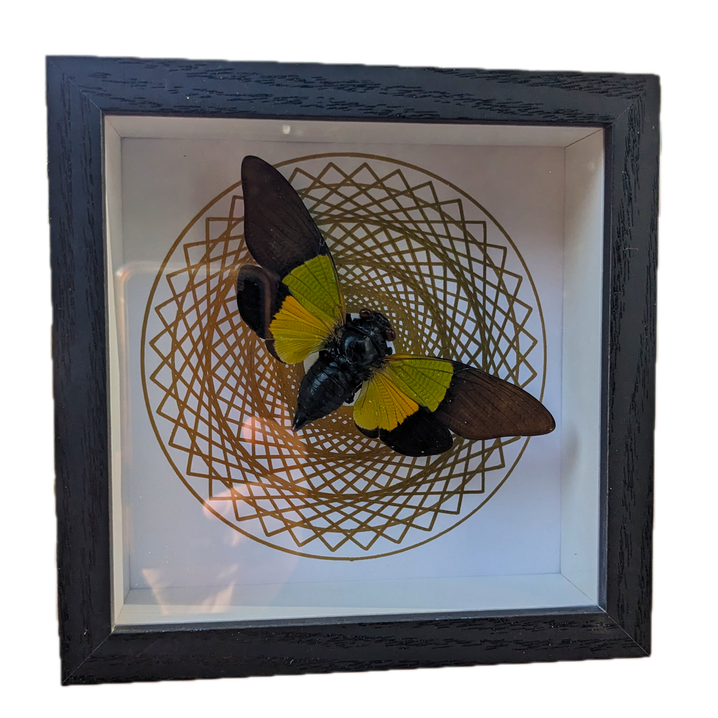 Real Cicada In Frame (Gold Background)