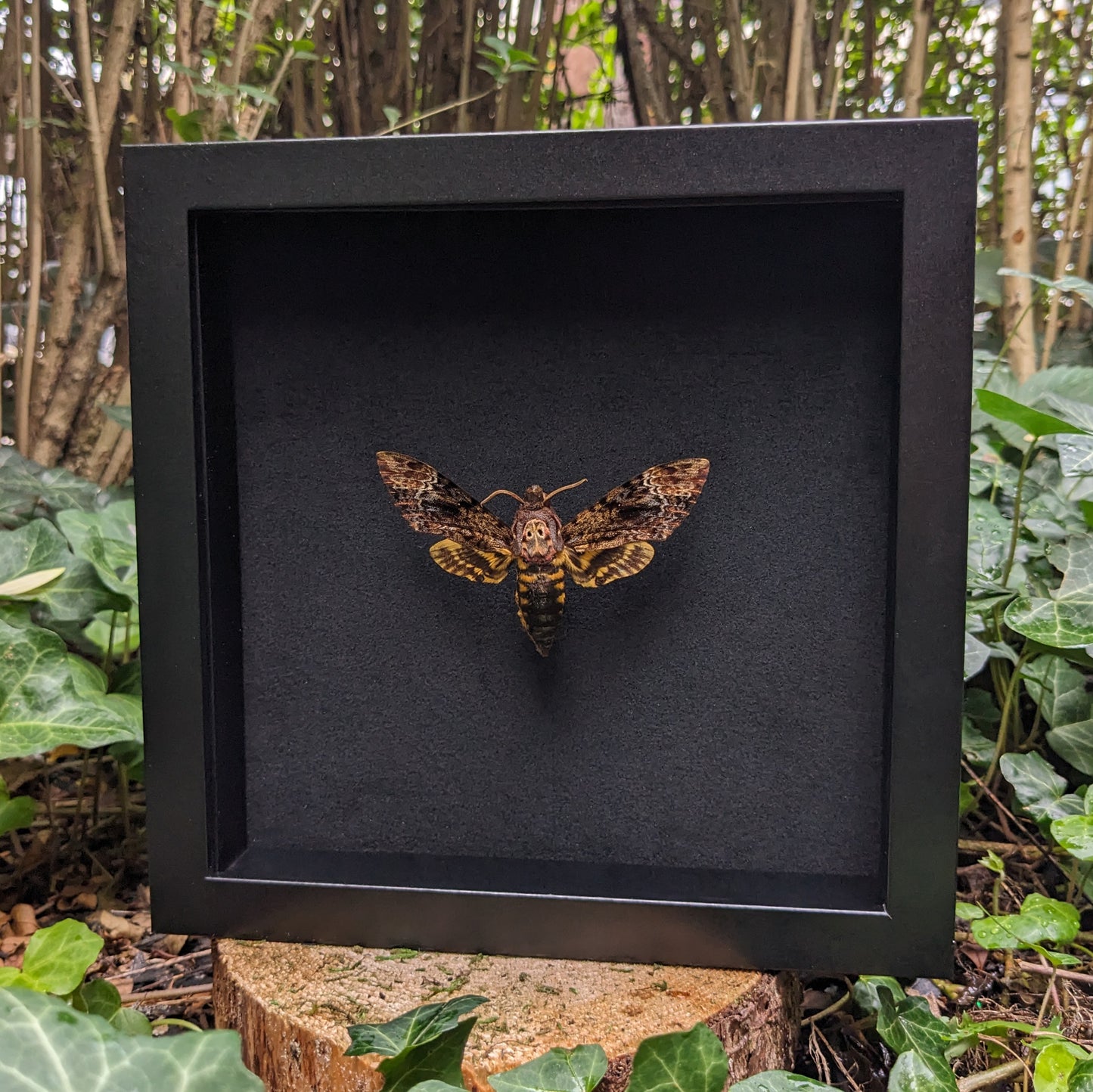 Real Death's Head Hawkmoth, Framed
