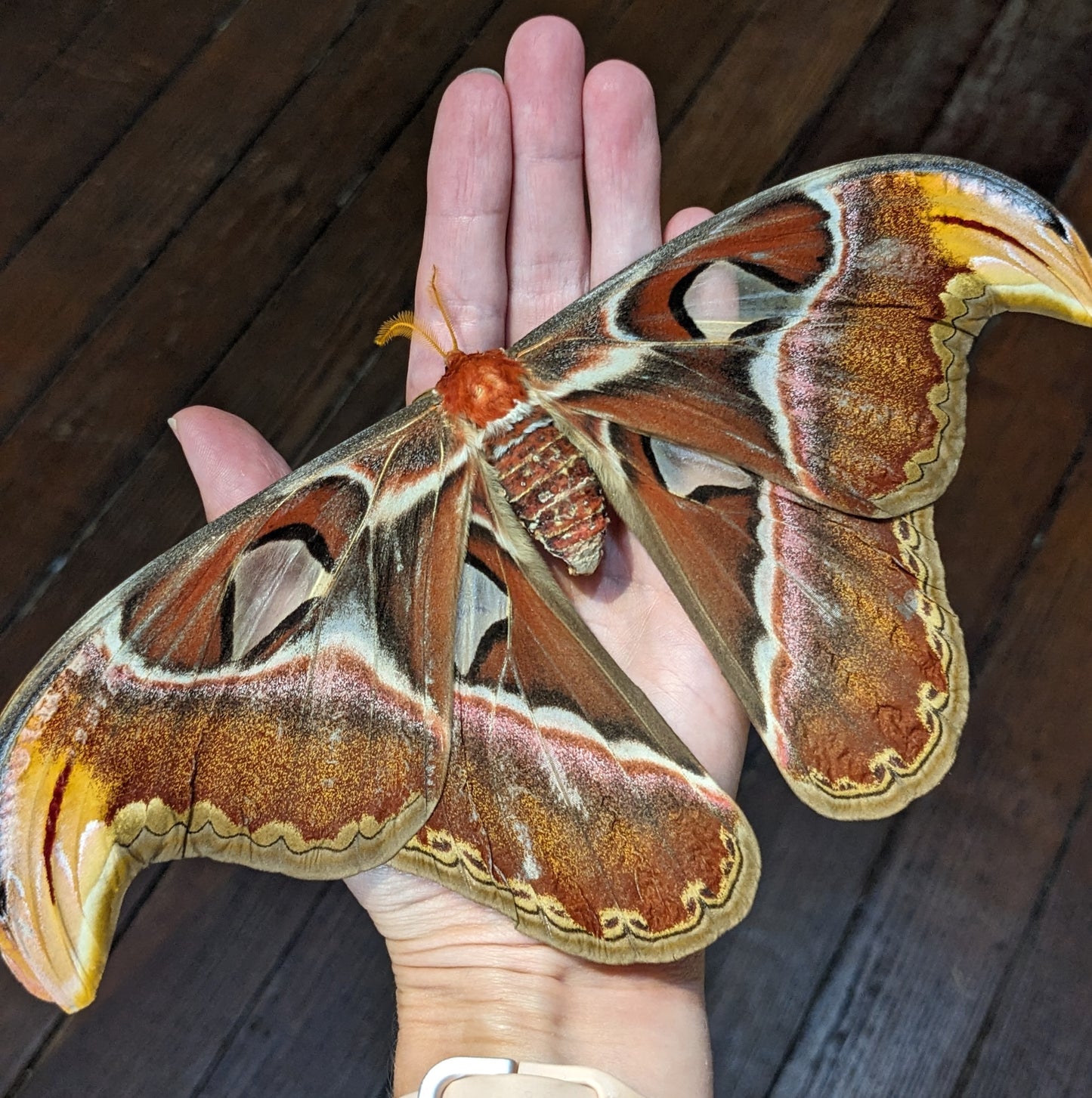 Moth Pinning Workshop: Atlas Moth (Nov. 15th, 2026)