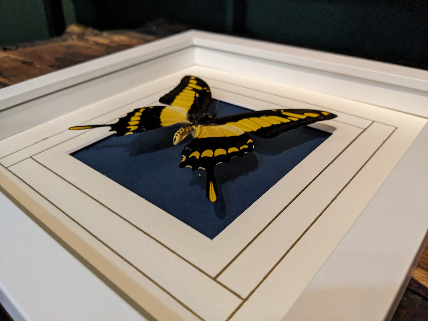 Real Butterfly on Cream and Blue Mat (Papilio lycophron)