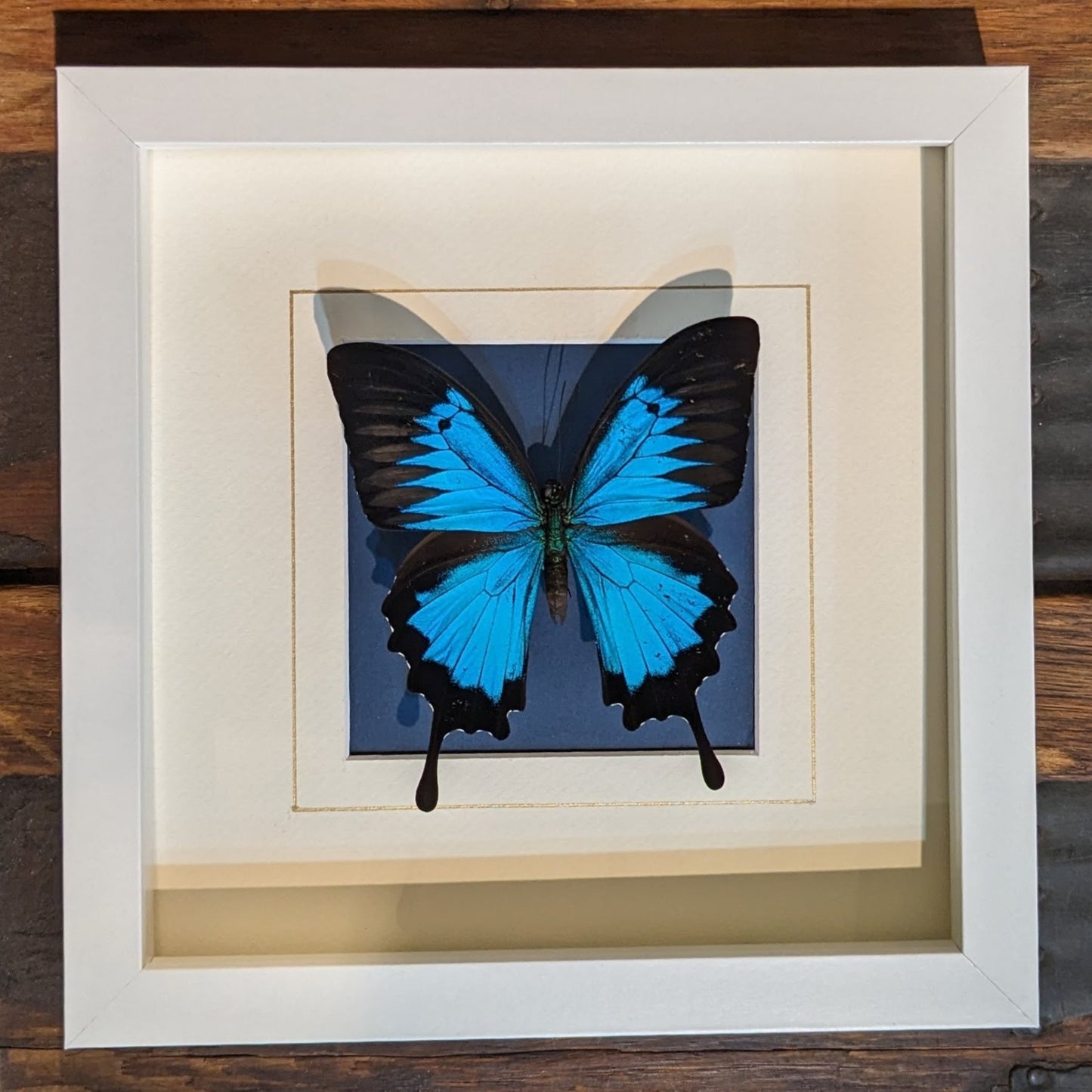 Real Butterfly on Cream and Blue Mat (Papilio Ulysses)