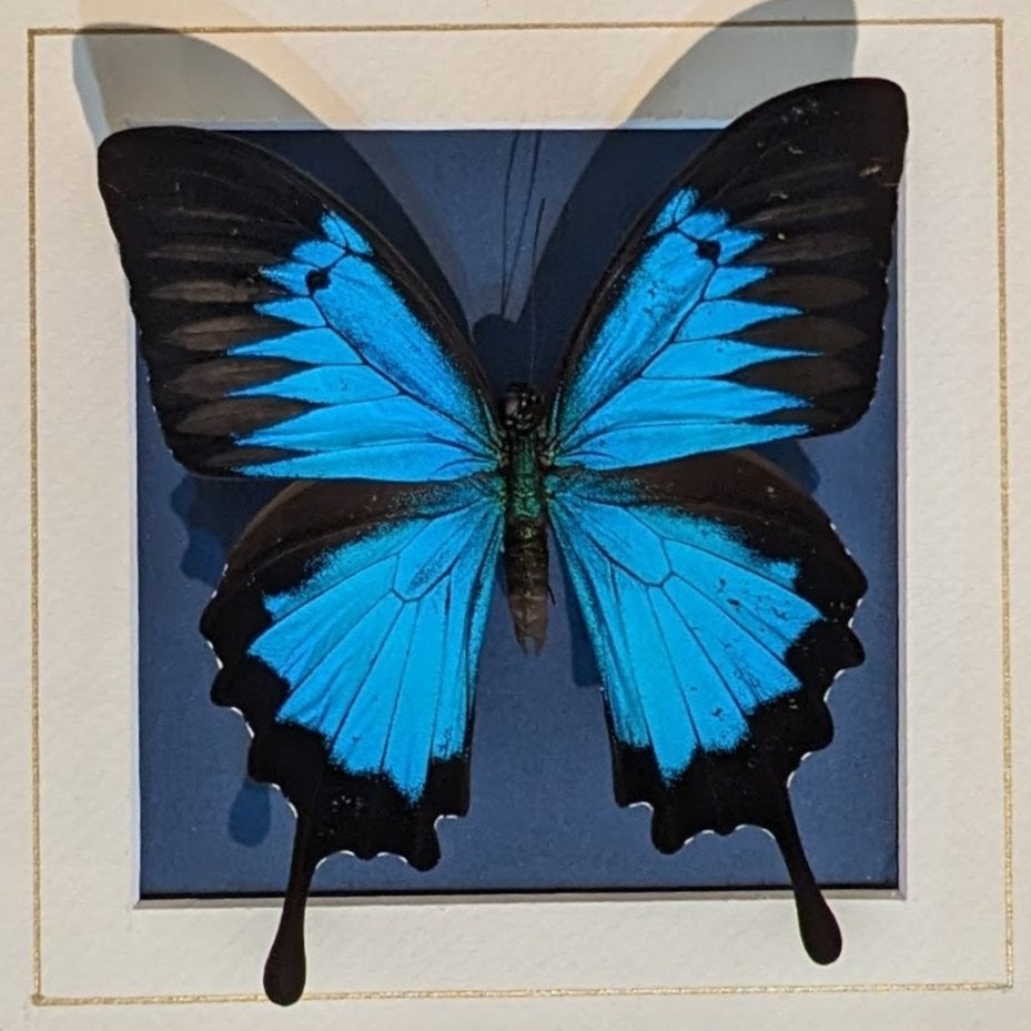 Butterfly Pinning Workshop: Great Blue Emperor Butterfly