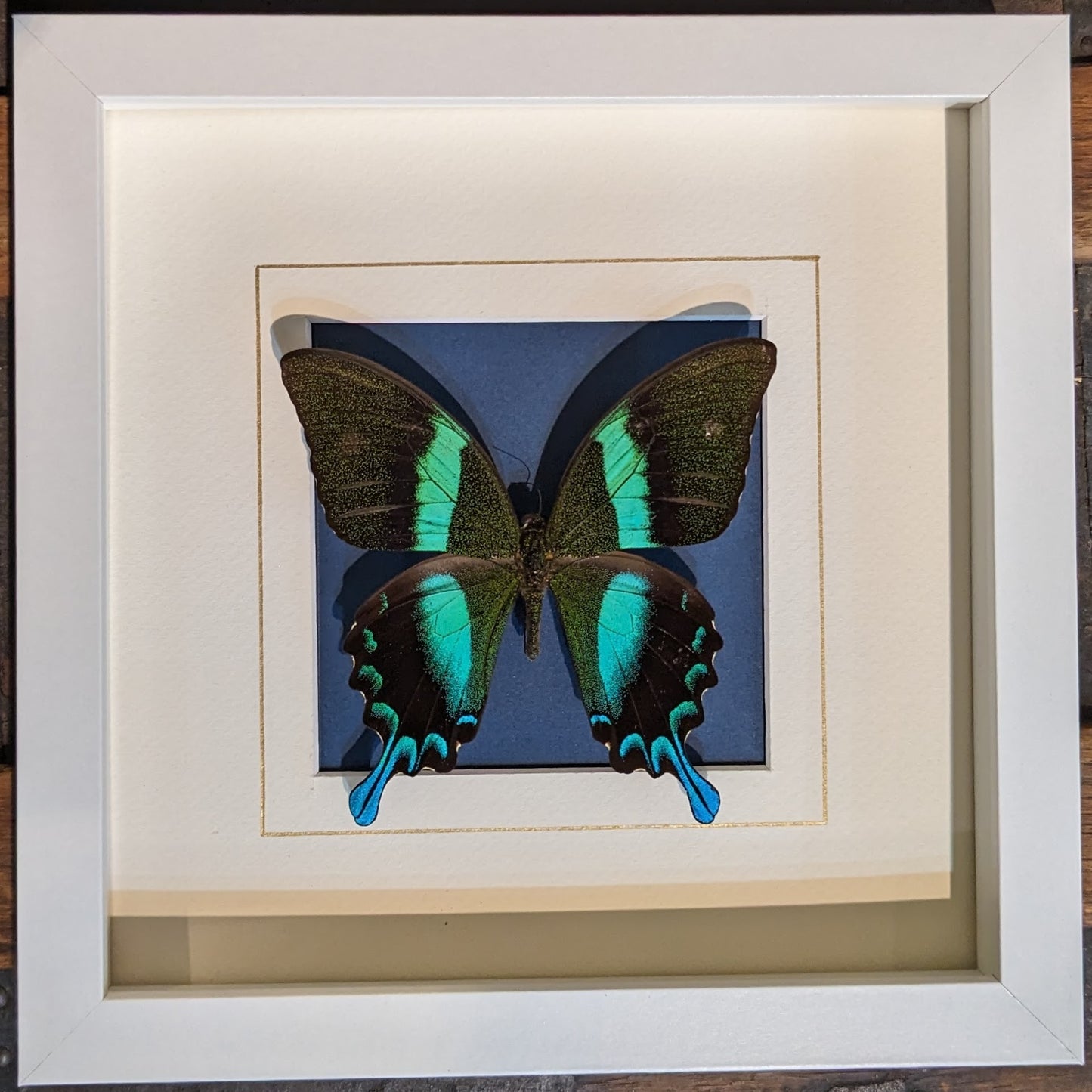 Real Butterfly on Cream and Blue Mat (Papilio blumei)