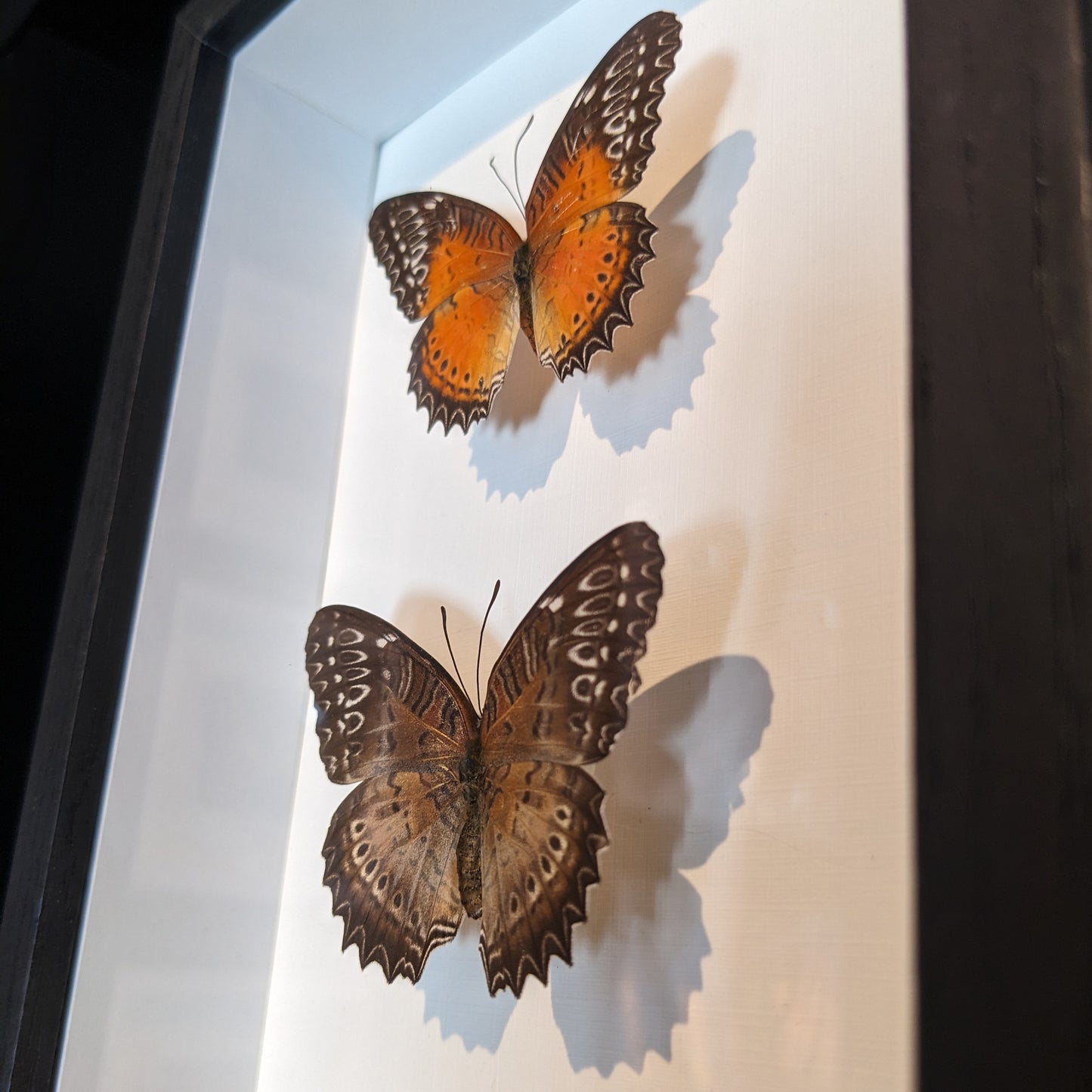 Pair of Real Red Lacewig Butterflies in Frame (Cethosia biblis)