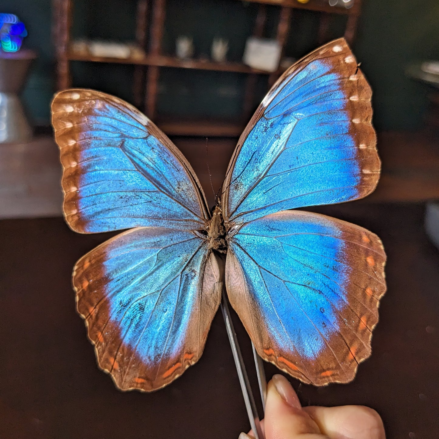 Real Blue Morpho Butterfy in Double-Sided Glass Frame
