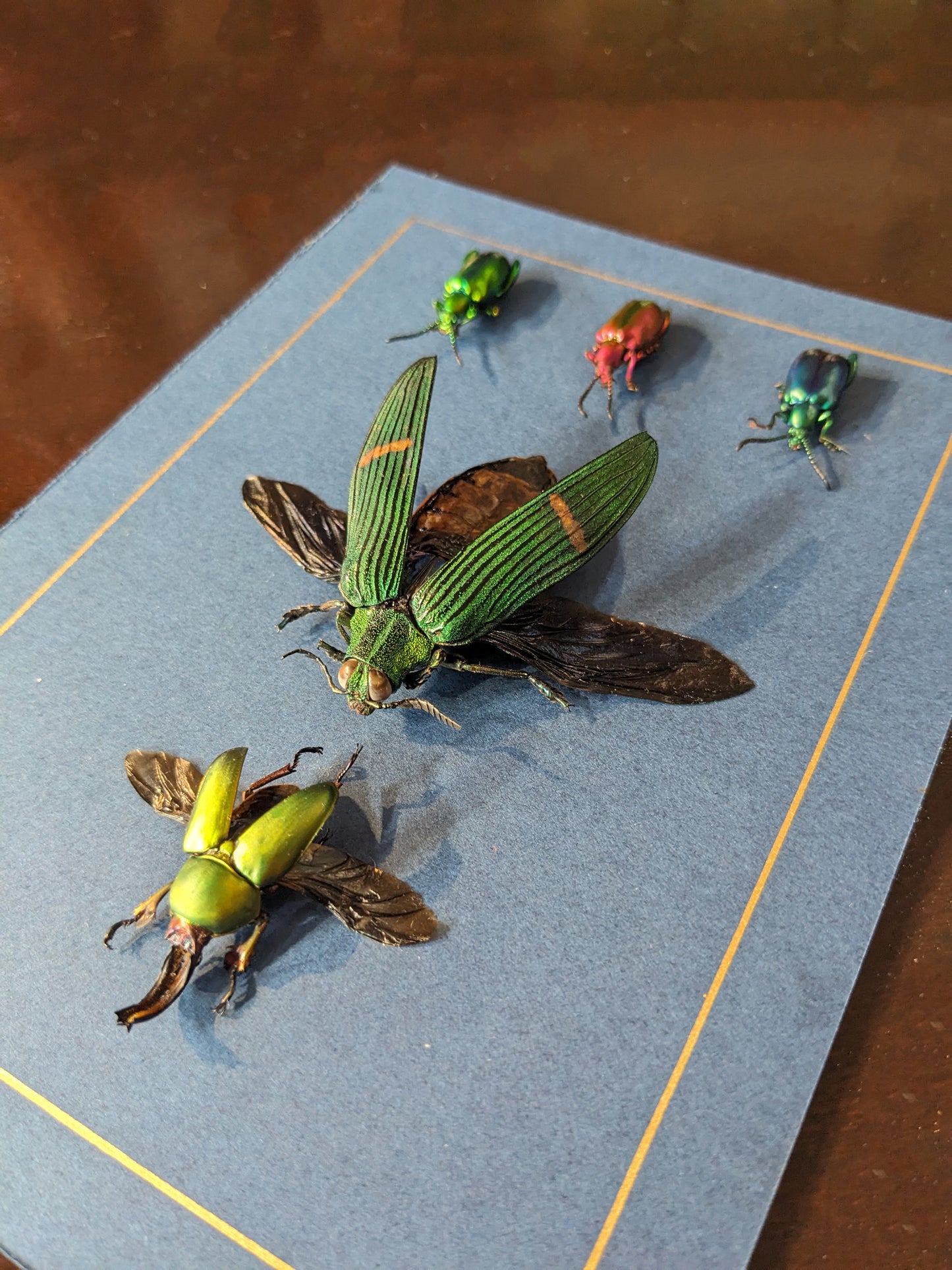 Beetlemania (Real Jewel Beetles in Frame)