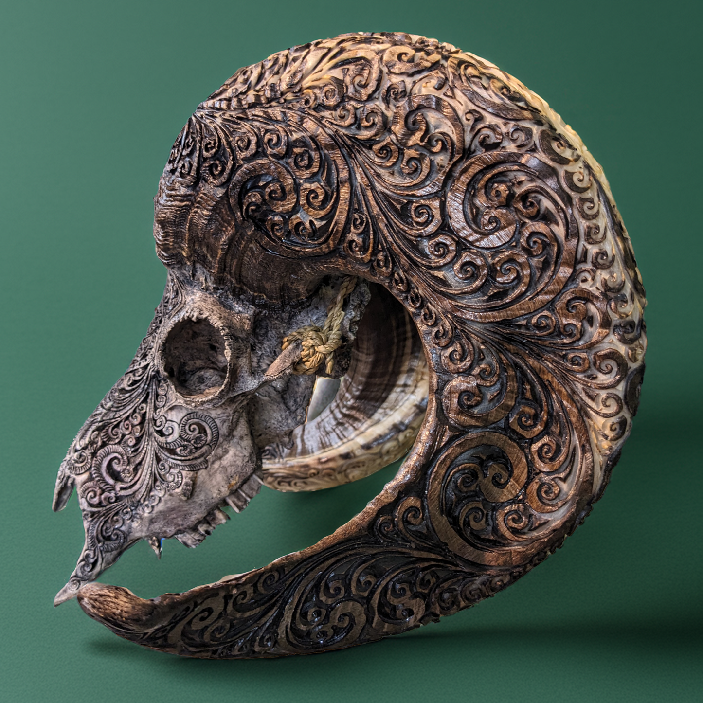 Hand-Carved Ram Skull With Carved Horns