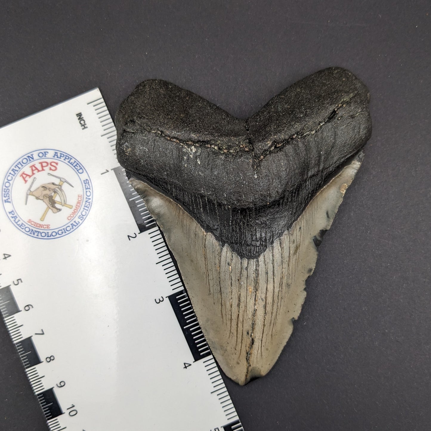 Megalodon Tooth 4.5"