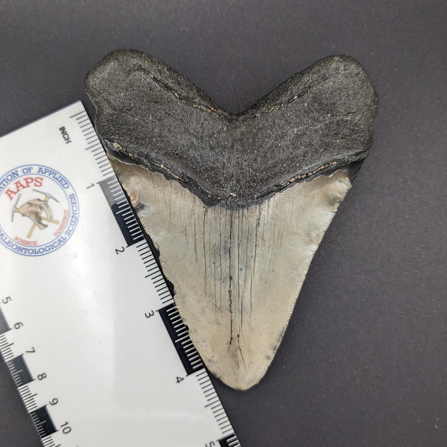 Megalodon Tooth 4.5"