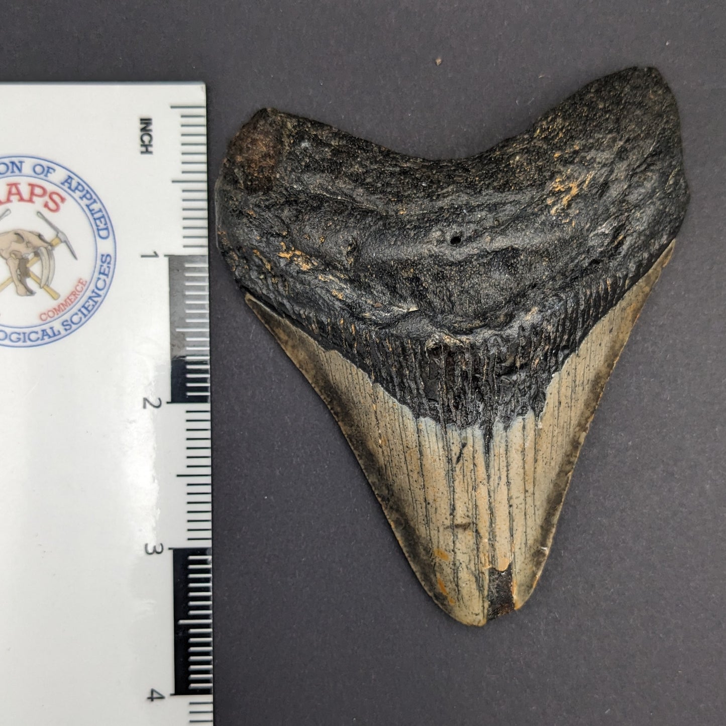 Megalodon Tooth 3.9"