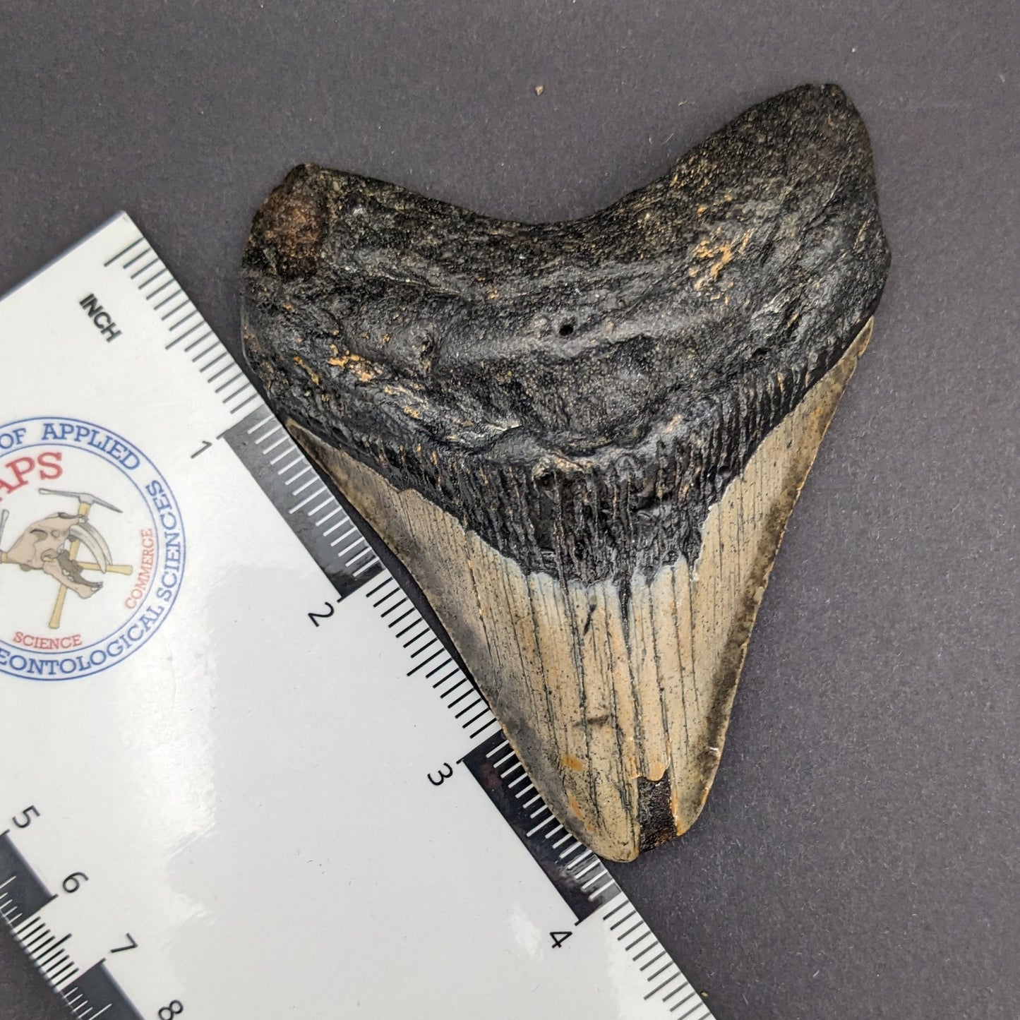 Megalodon Tooth 3.9"