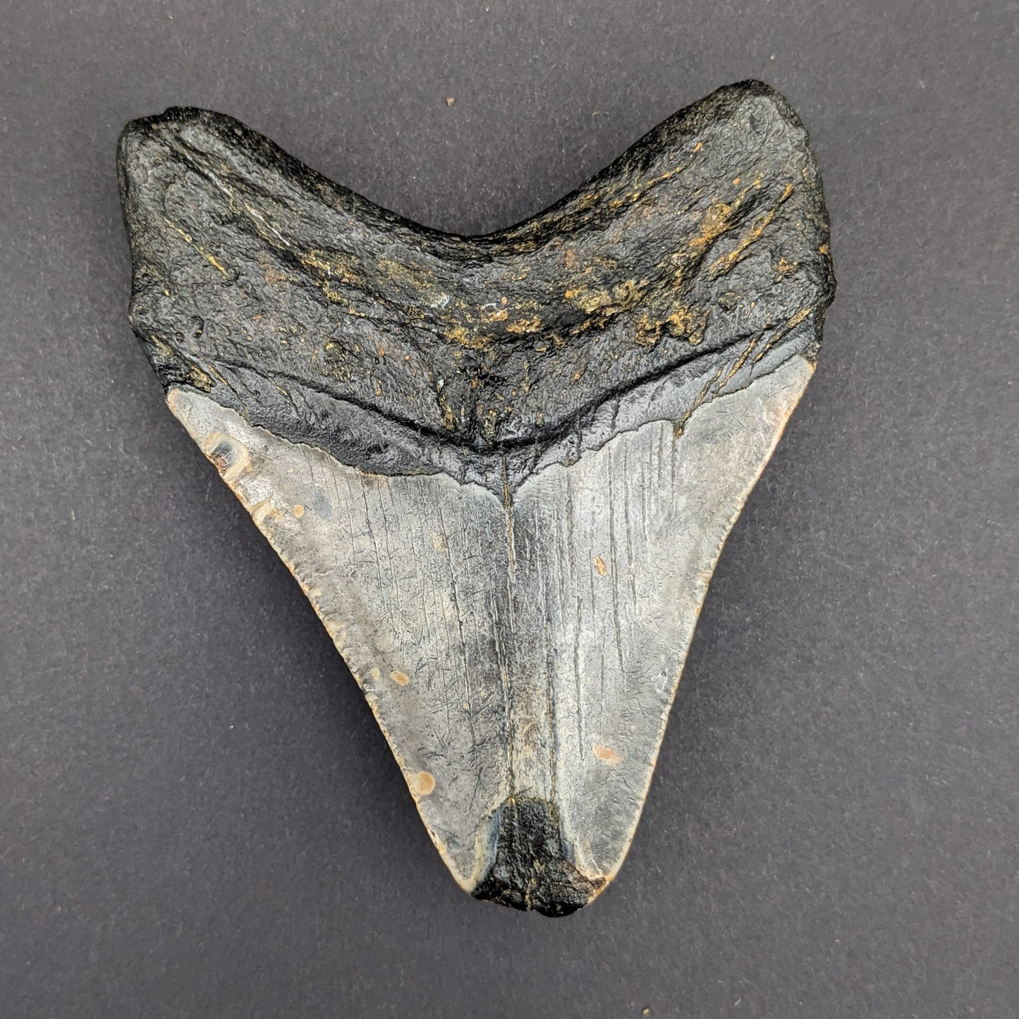 Megalodon Tooth 3.9"