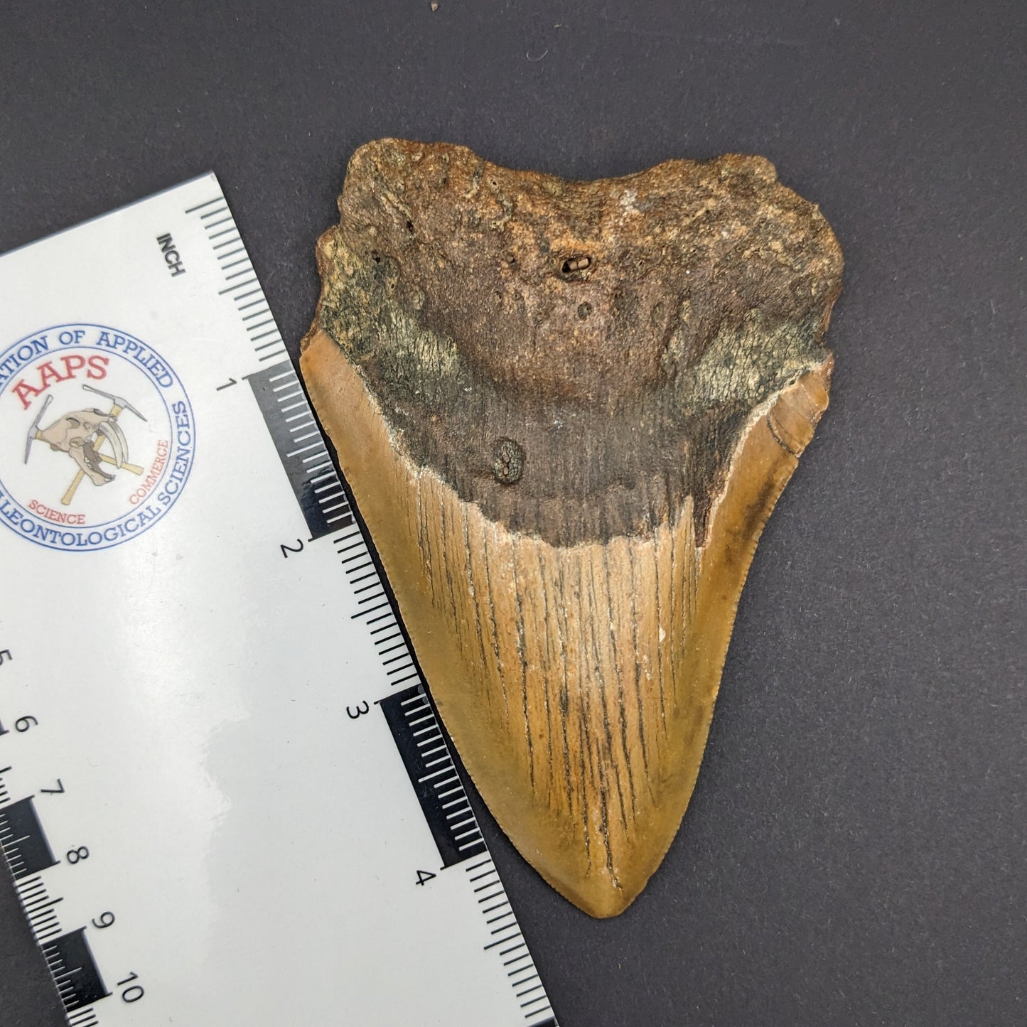 Megalodon Tooth 4.5"