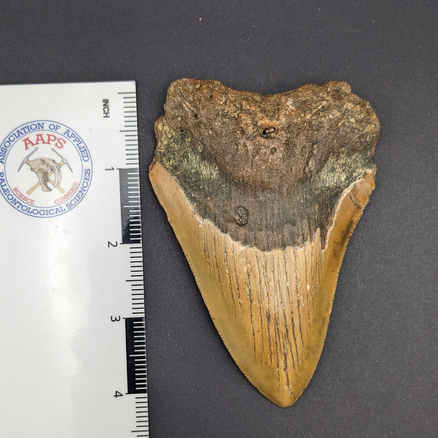 Megalodon Tooth 4.5"