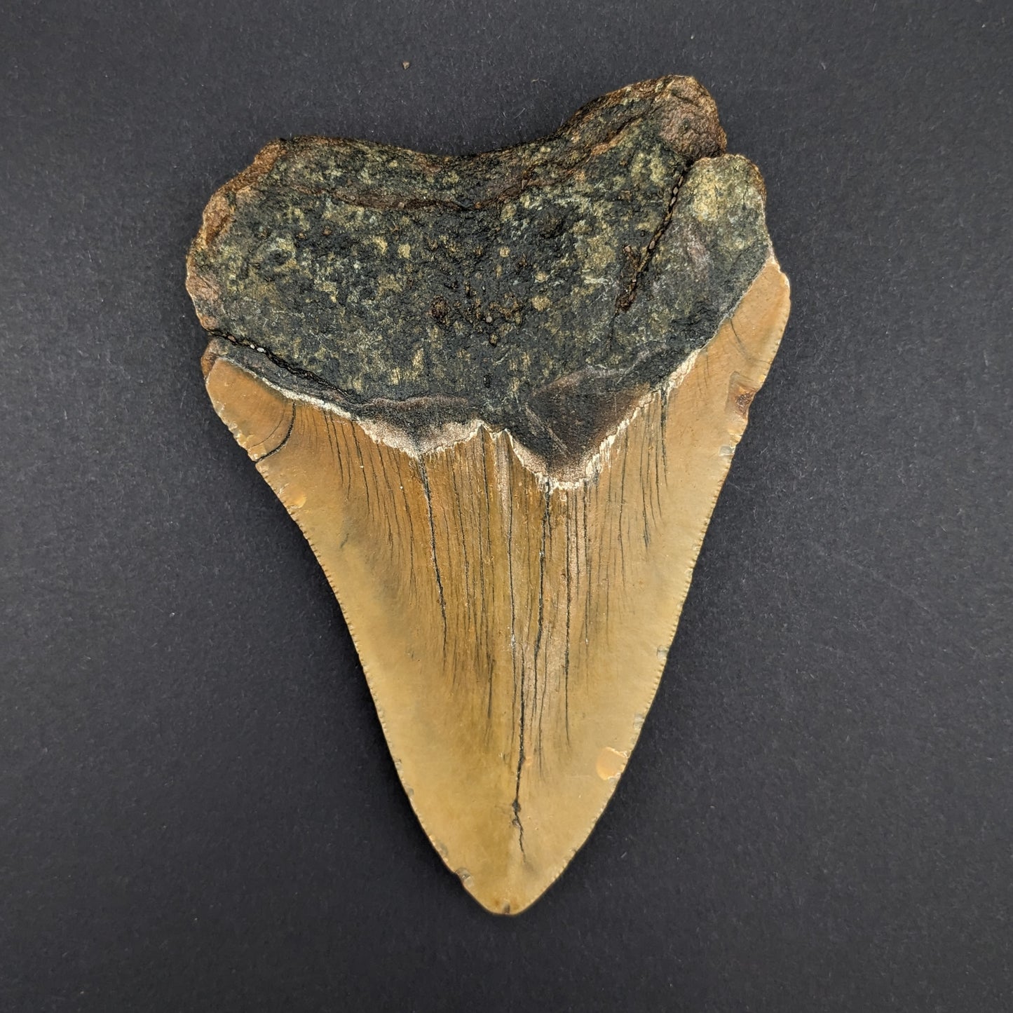 Megalodon Tooth 4.5"