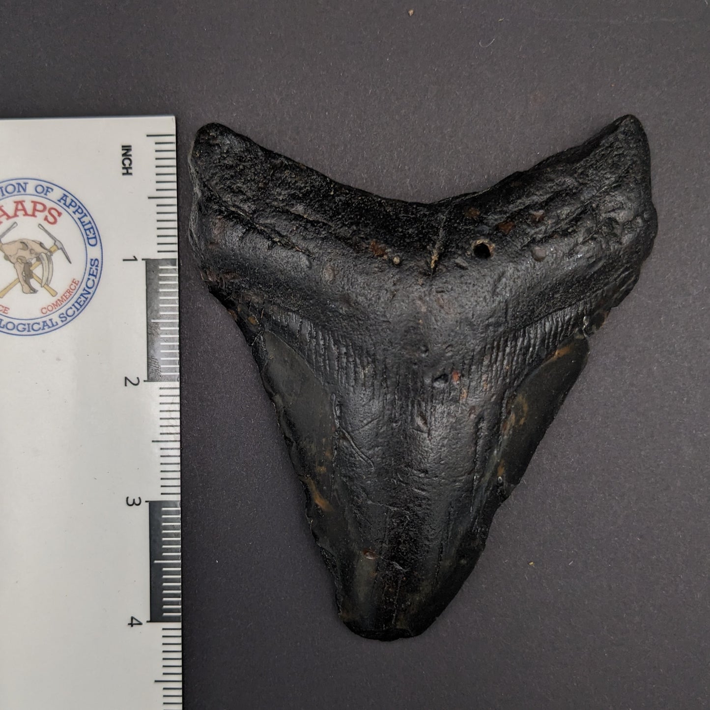 Megalodon Tooth 4.4"