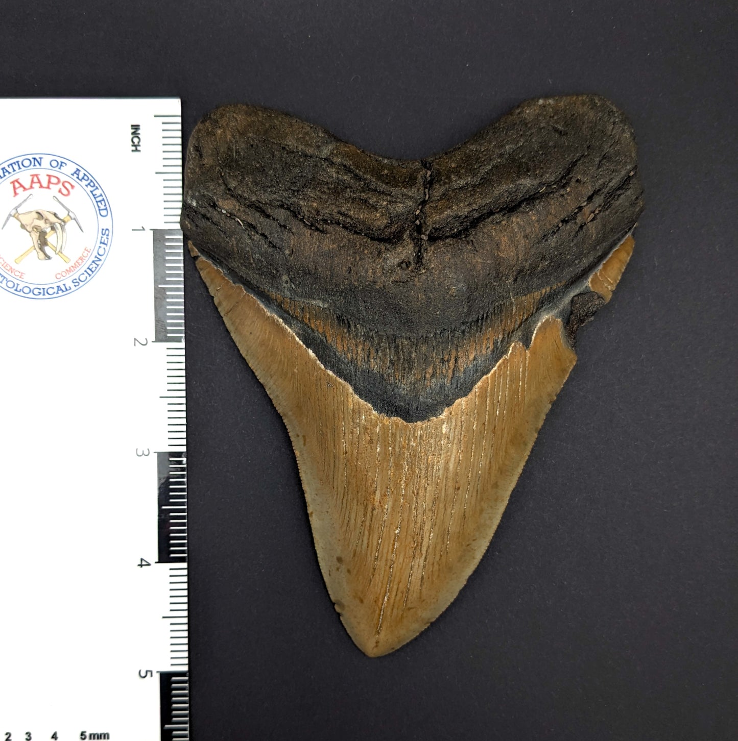 Megalodon Tooth 5.2"