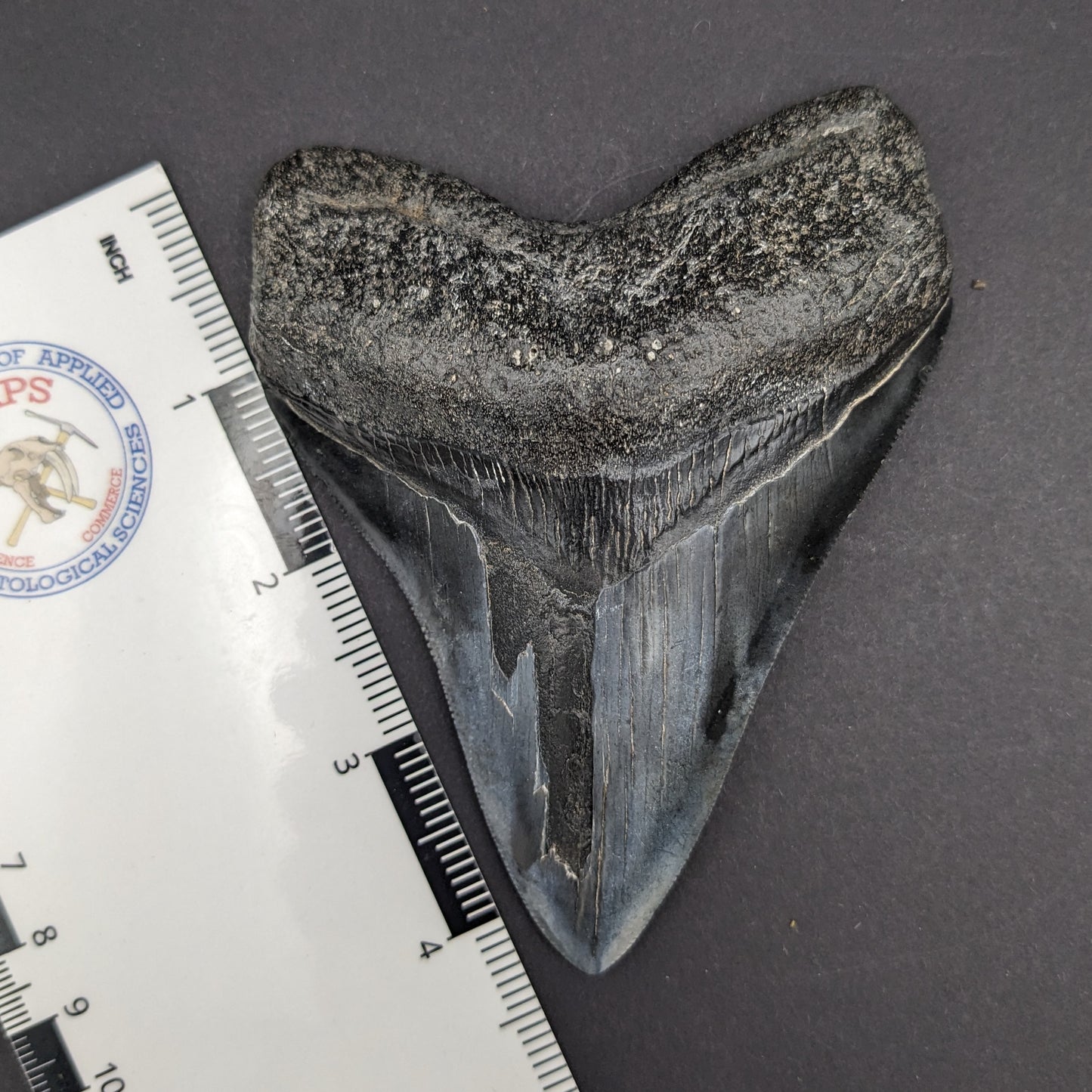 Megalodon Tooth 4.6"
