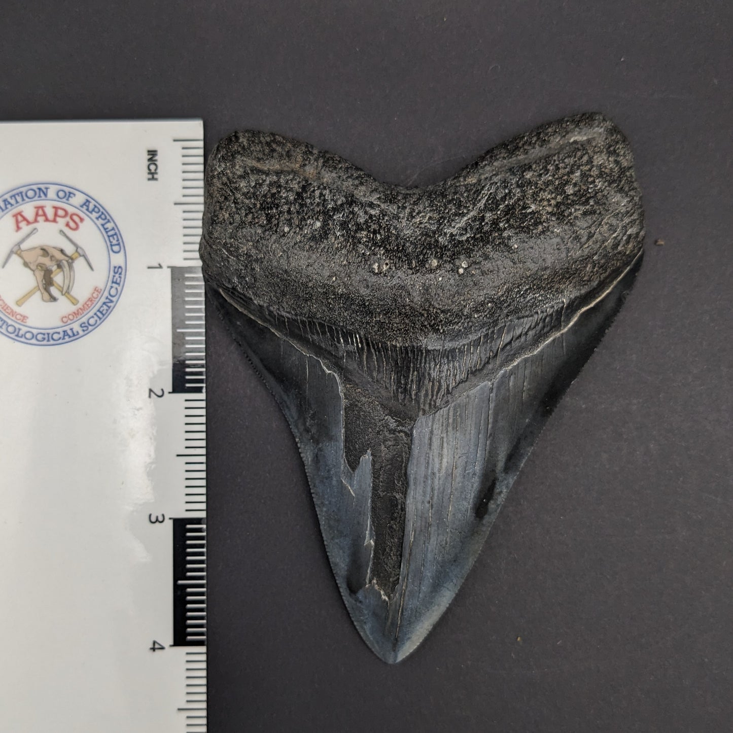 Megalodon Tooth 4.6"