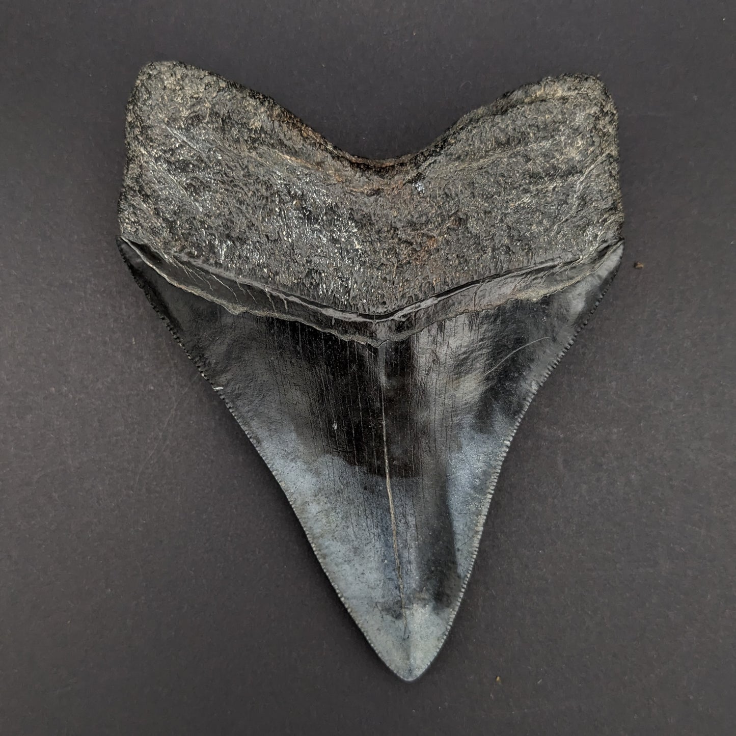 Megalodon Tooth 4.6"
