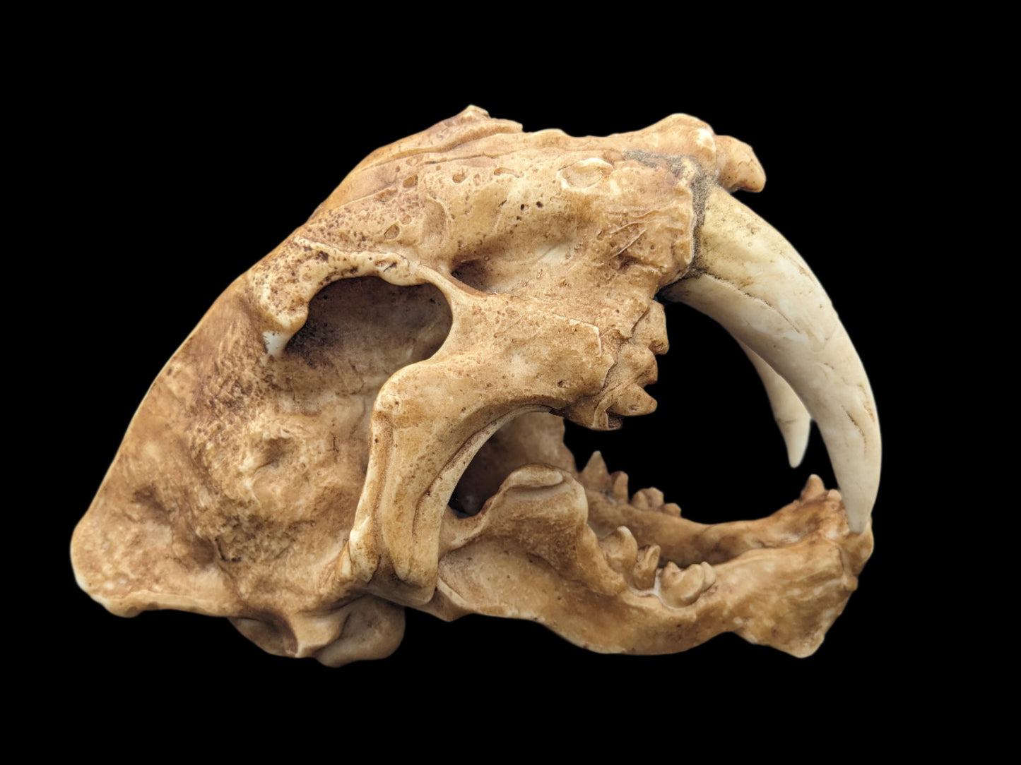 Sabertooth Cat Skull Replica