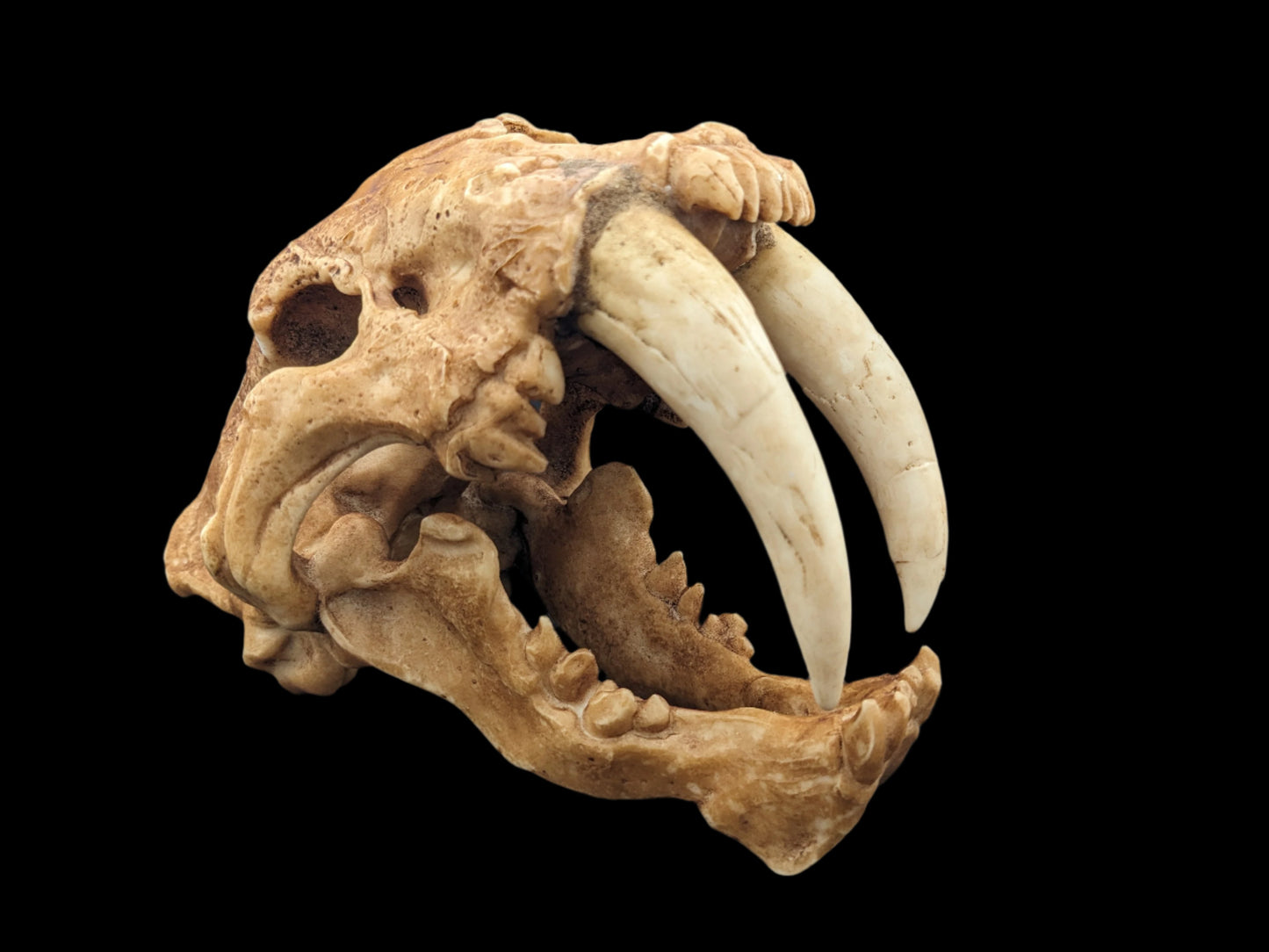 Sabertooth Cat Skull Replica