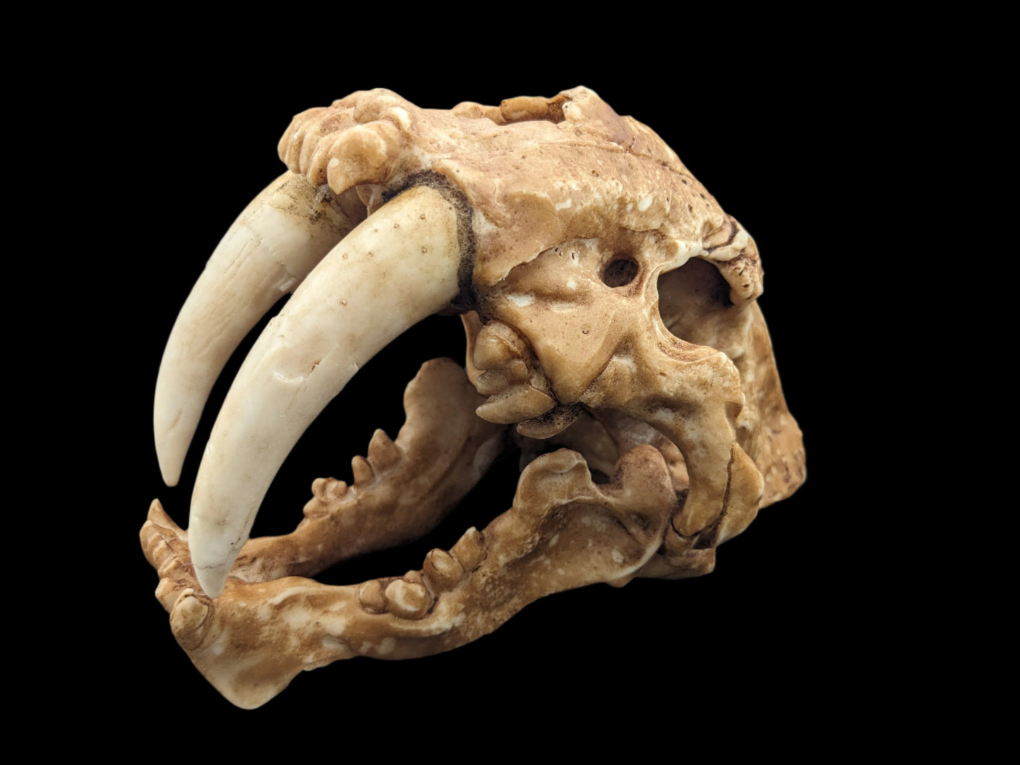 Sabertooth Cat Skull Replica