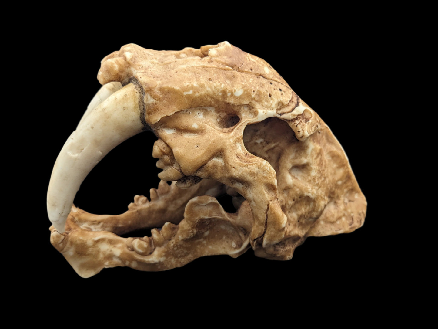 Sabertooth Cat Skull Replica