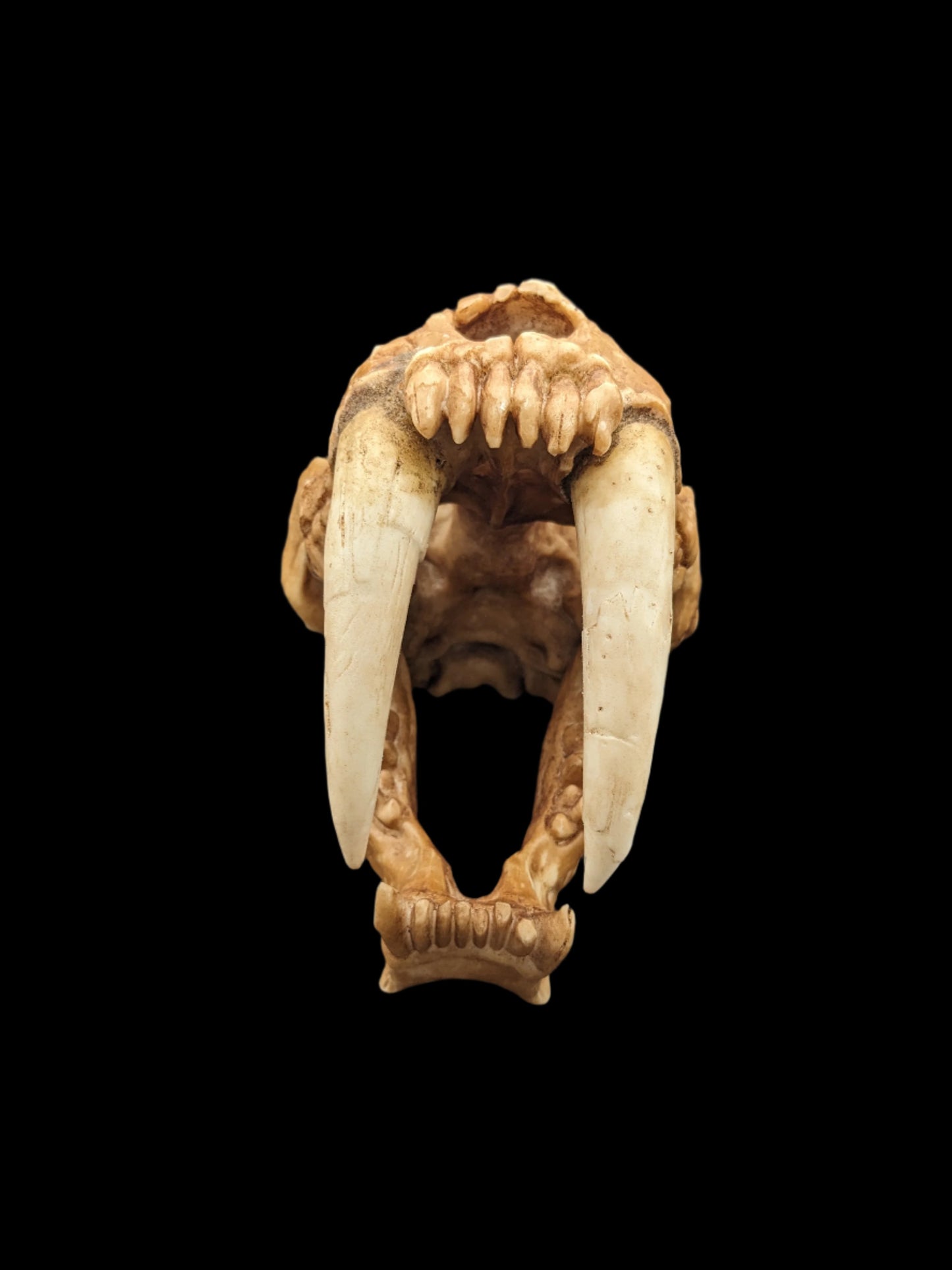 Sabertooth Cat Skull Replica