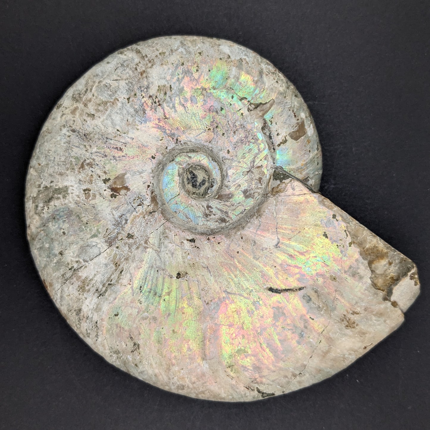 Iridescent Ammonite