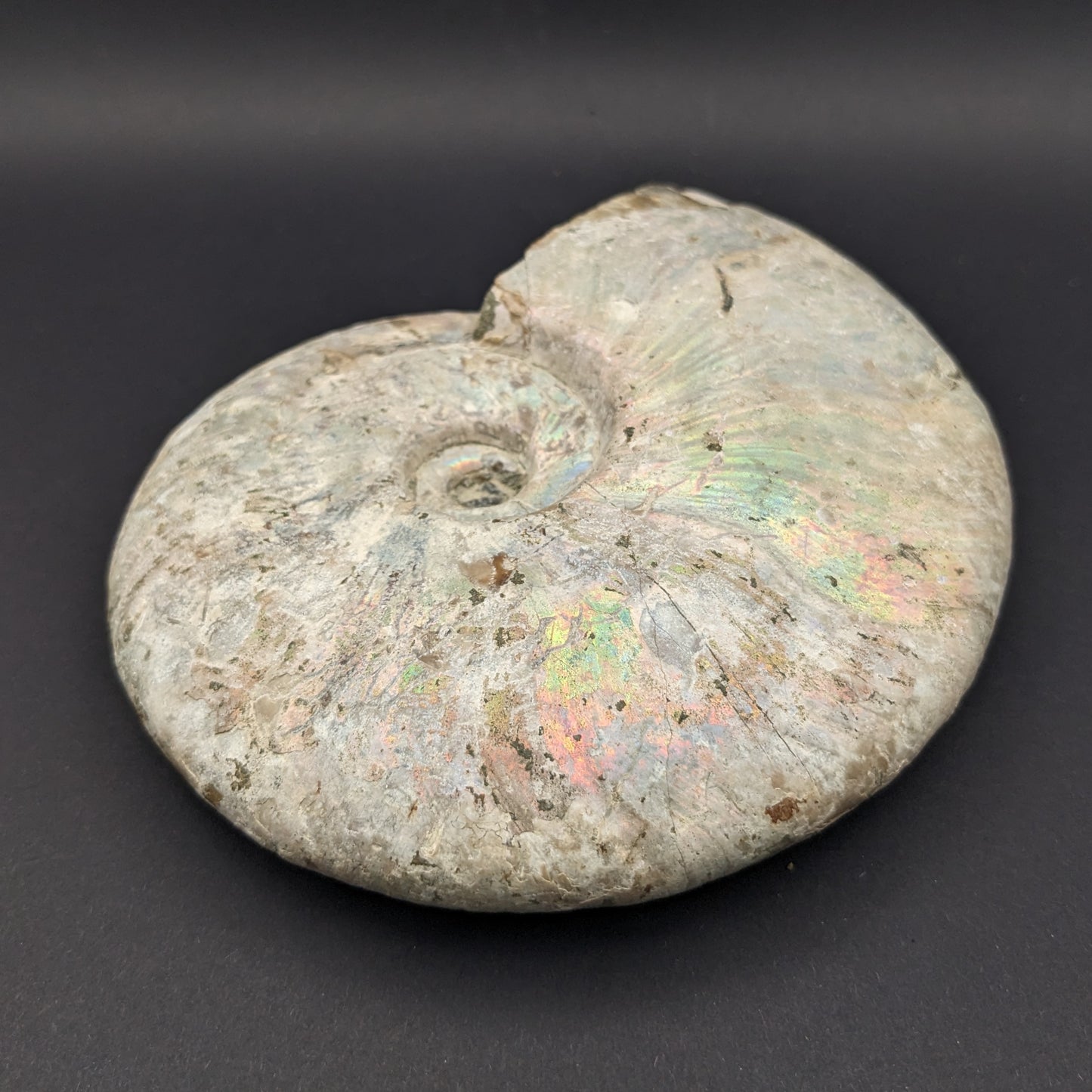 Iridescent Ammonite