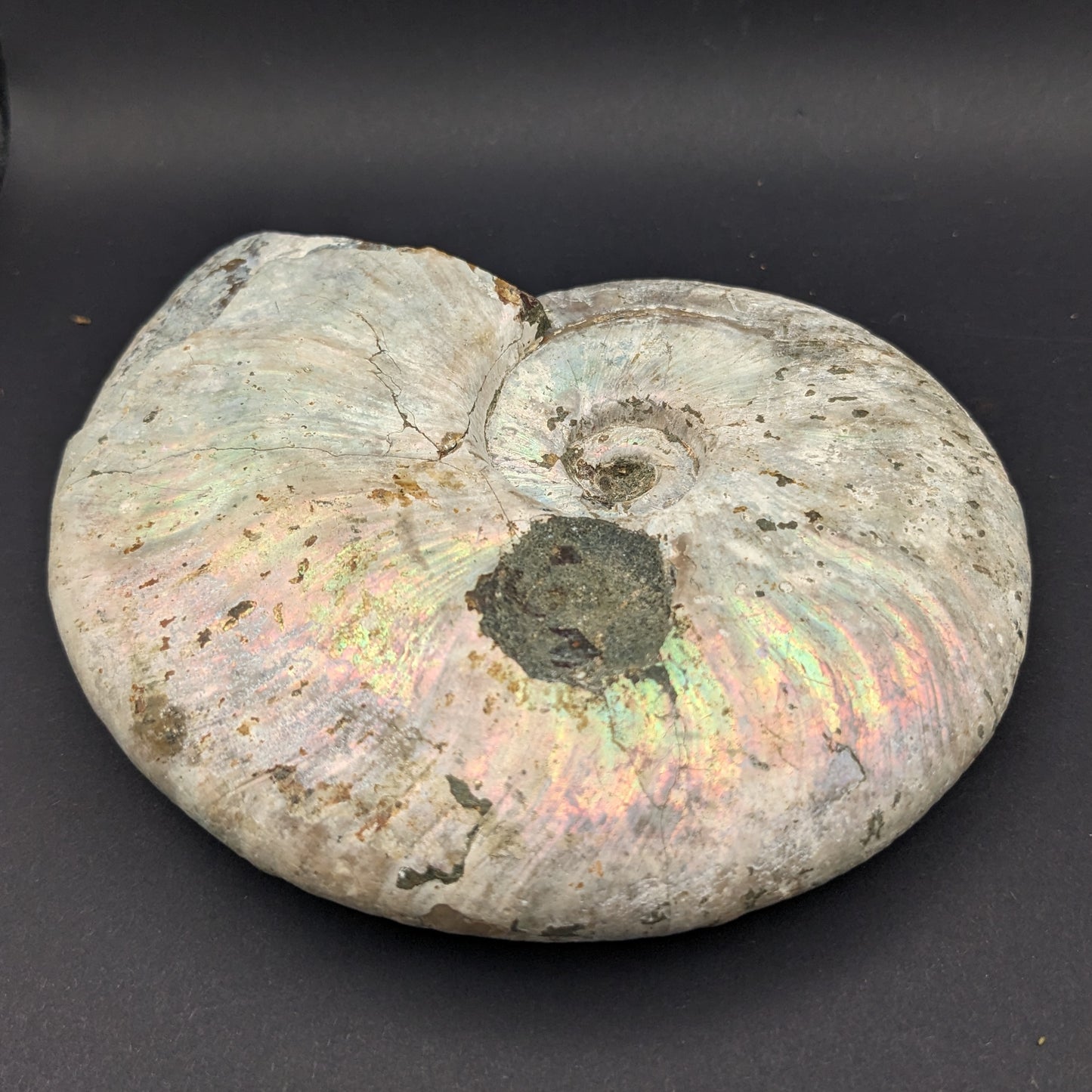 Iridescent Ammonite