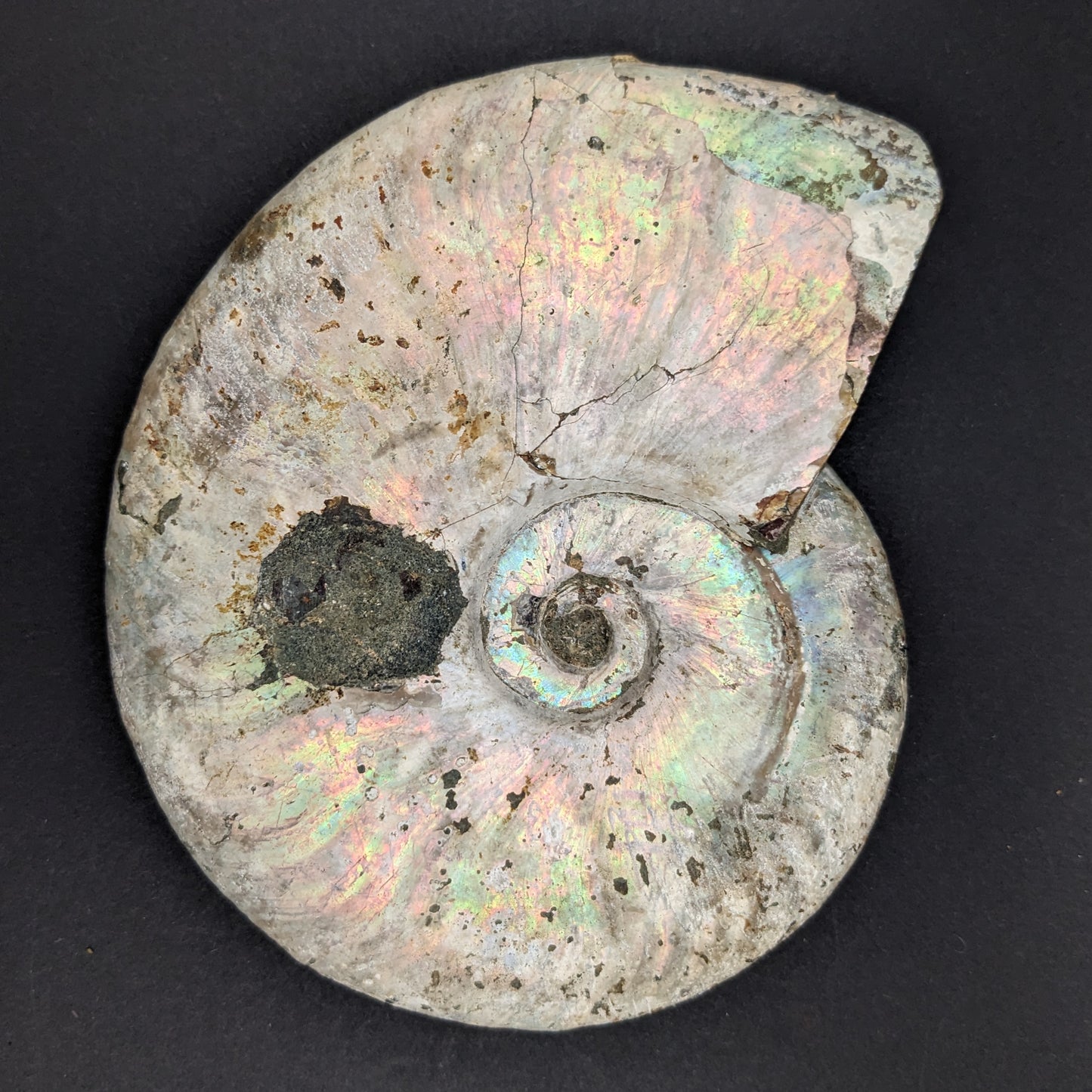 Iridescent Ammonite