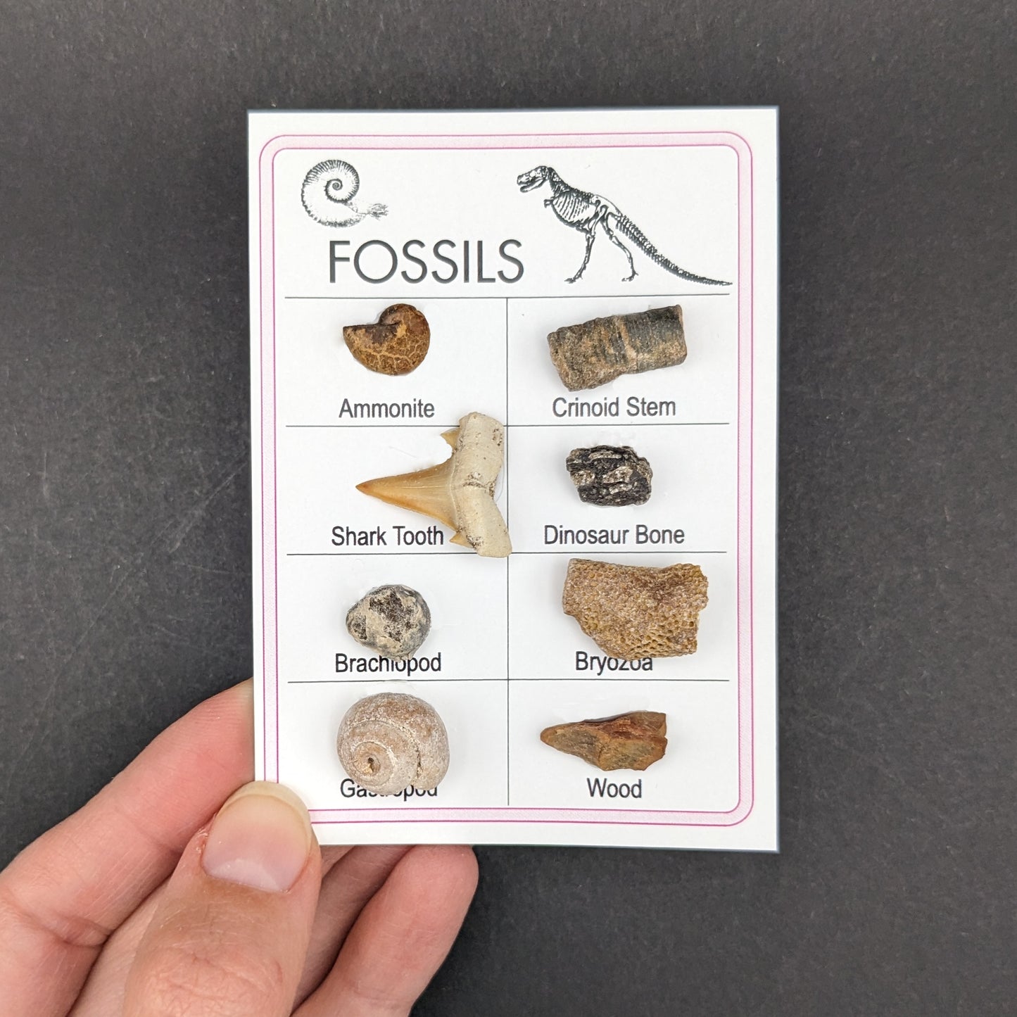 Fossil Collection Card