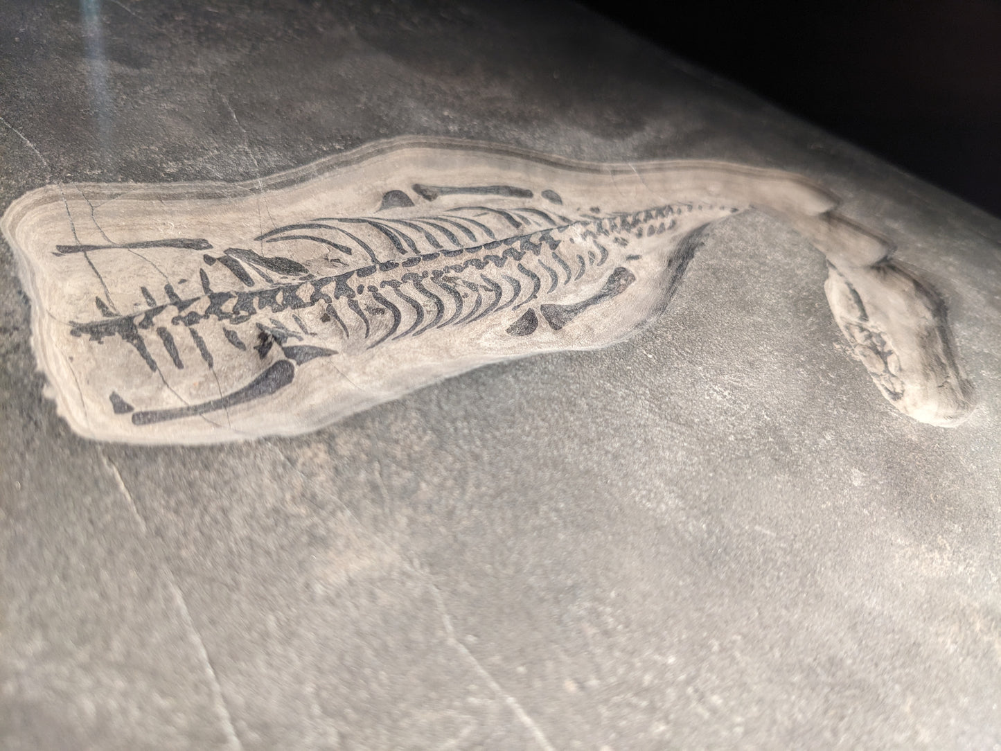 Keichousaurus, Two-sided Plate