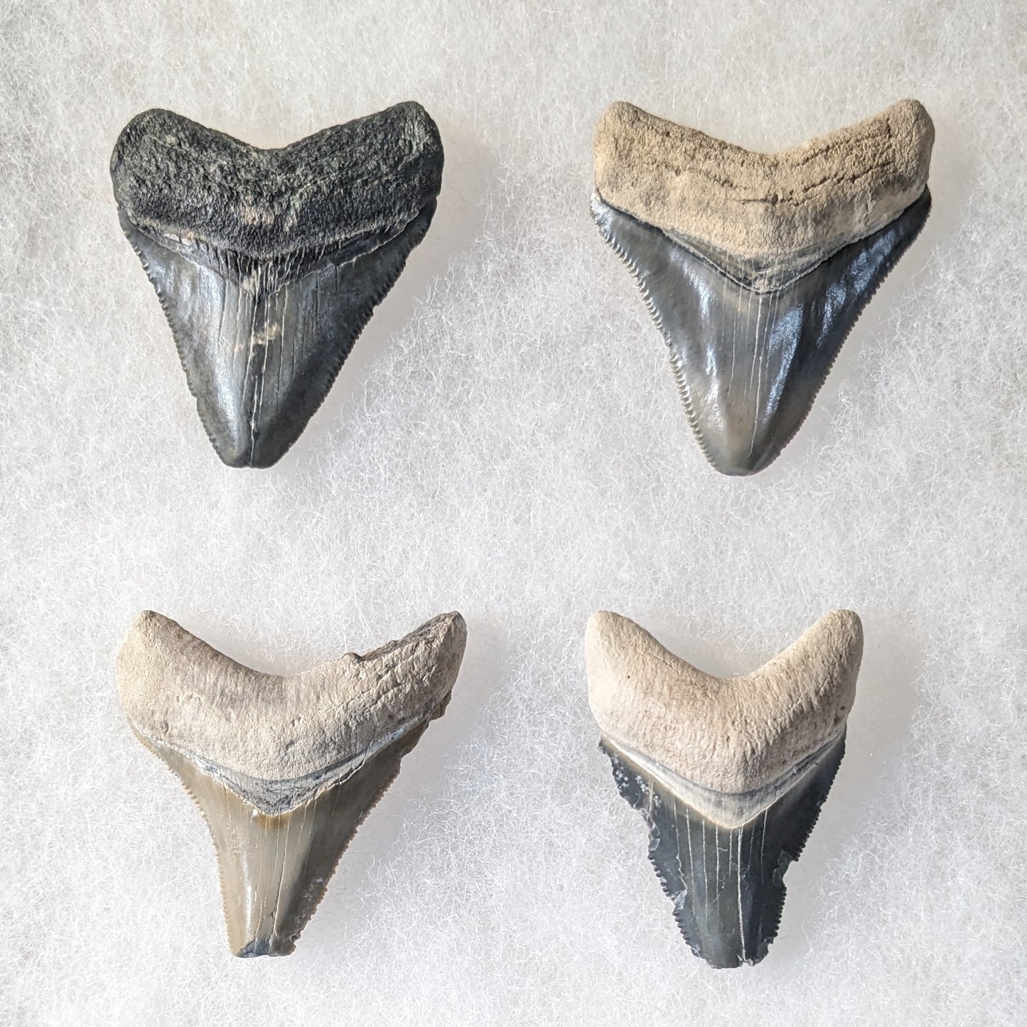 Megalodon Tooth 1.75"-2"
