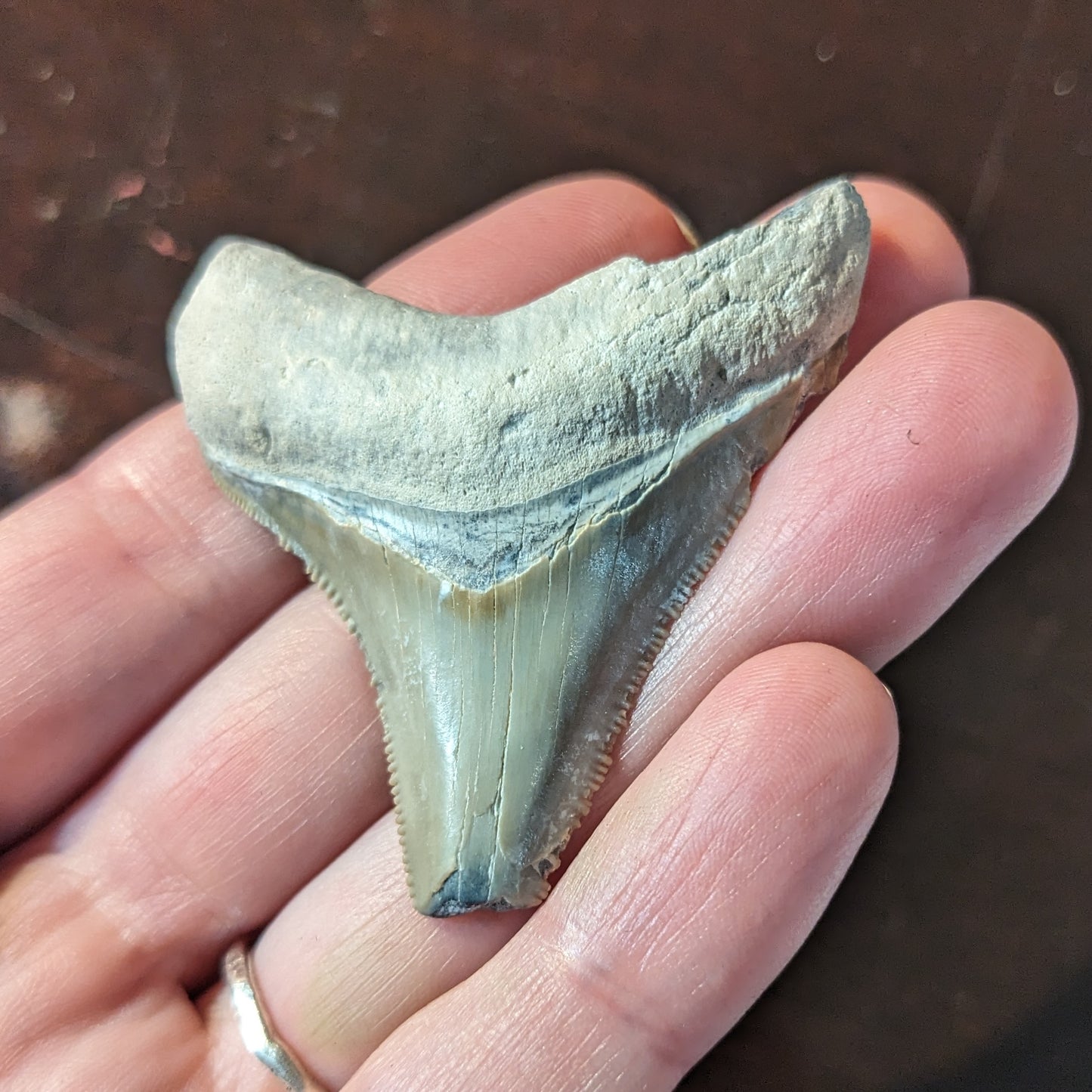 Megalodon Tooth 1.75"-2"